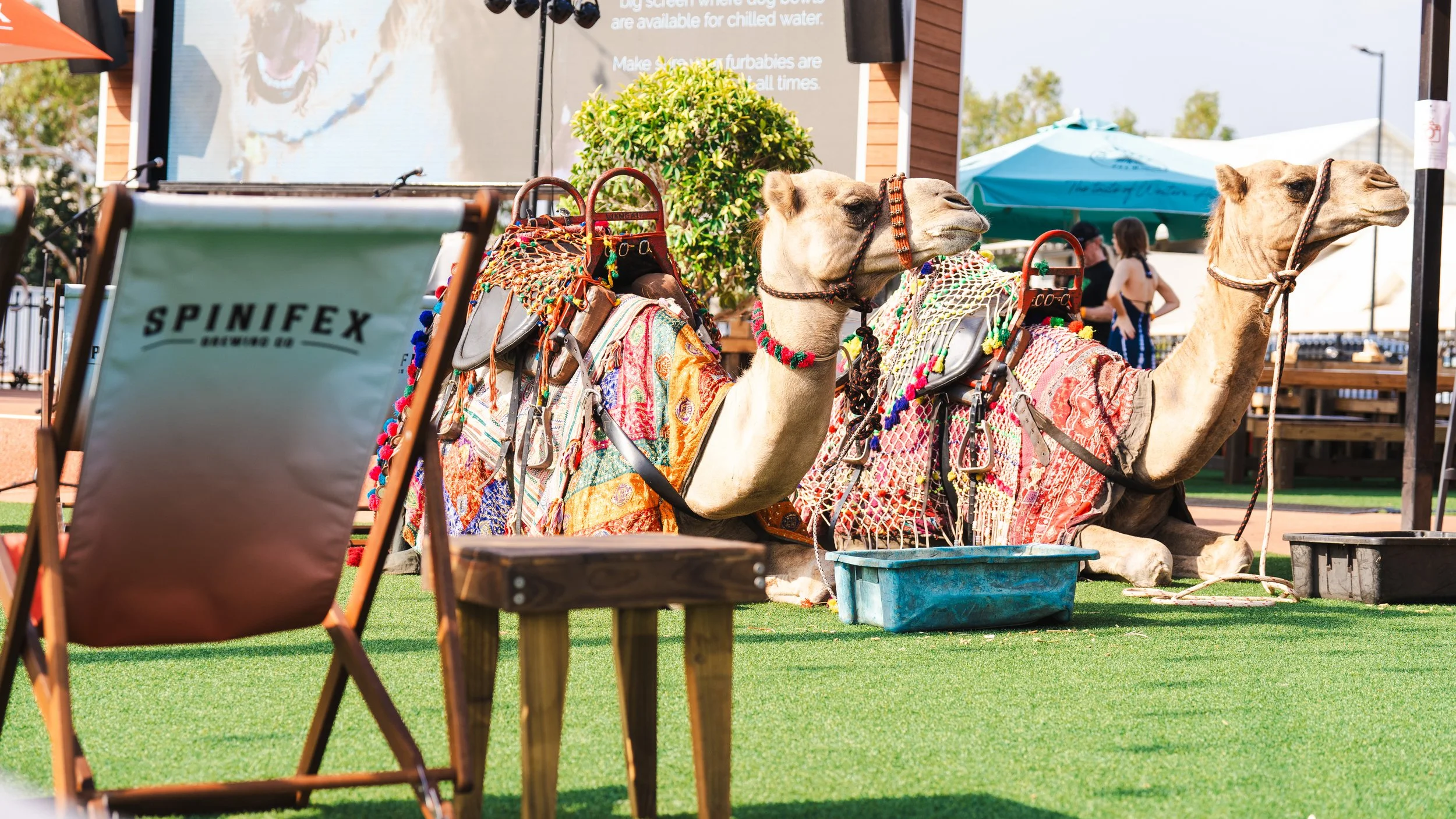 Two camels resting on grass, decorated in colorful fabrics and accessories, with a backdrop of outdoor seating and people at an event.