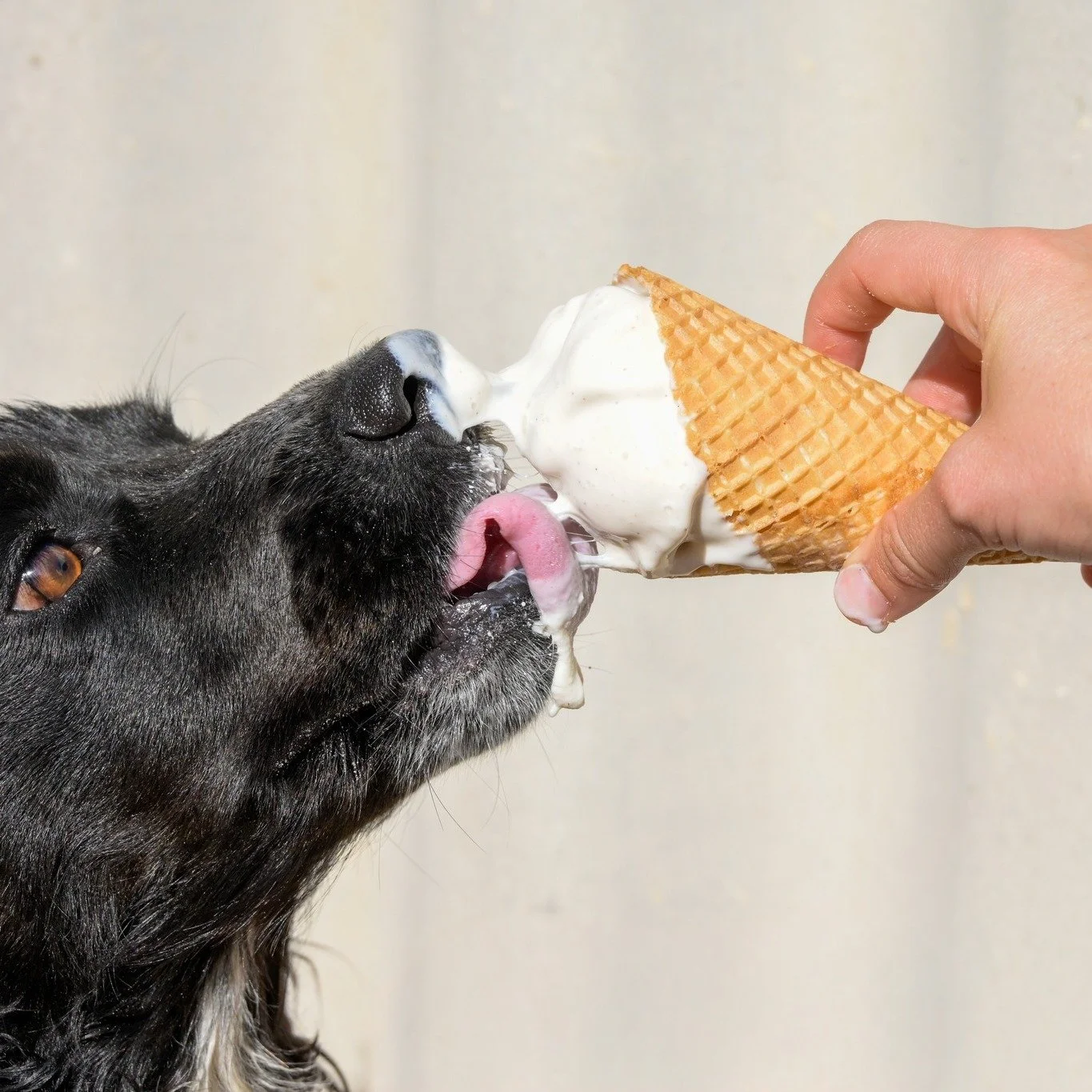 Dog licking vanilla ice cream cone held by a human hand.