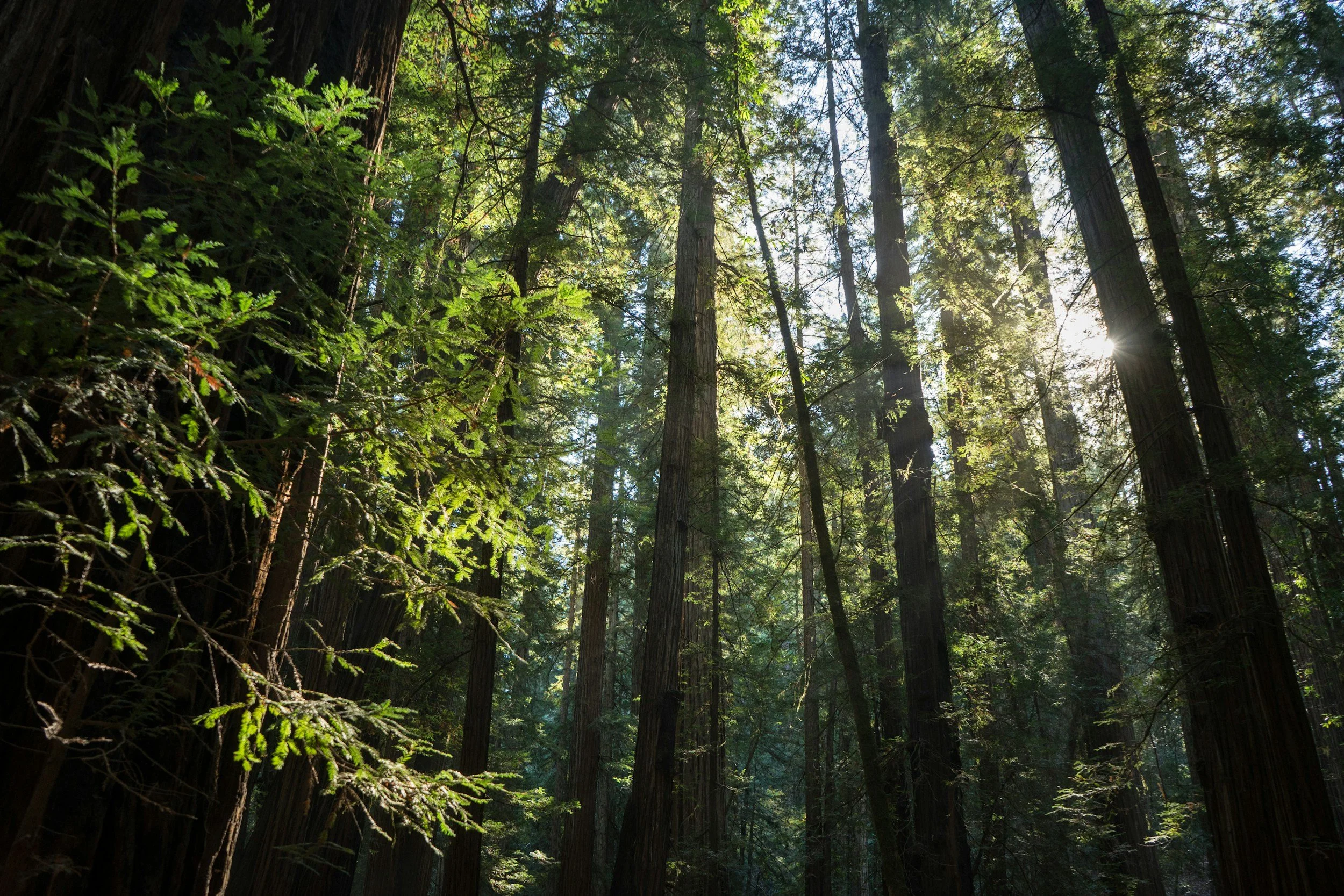 Sunlight filters through tall trees in a dense forest with green foliage and moss-covered trunks.