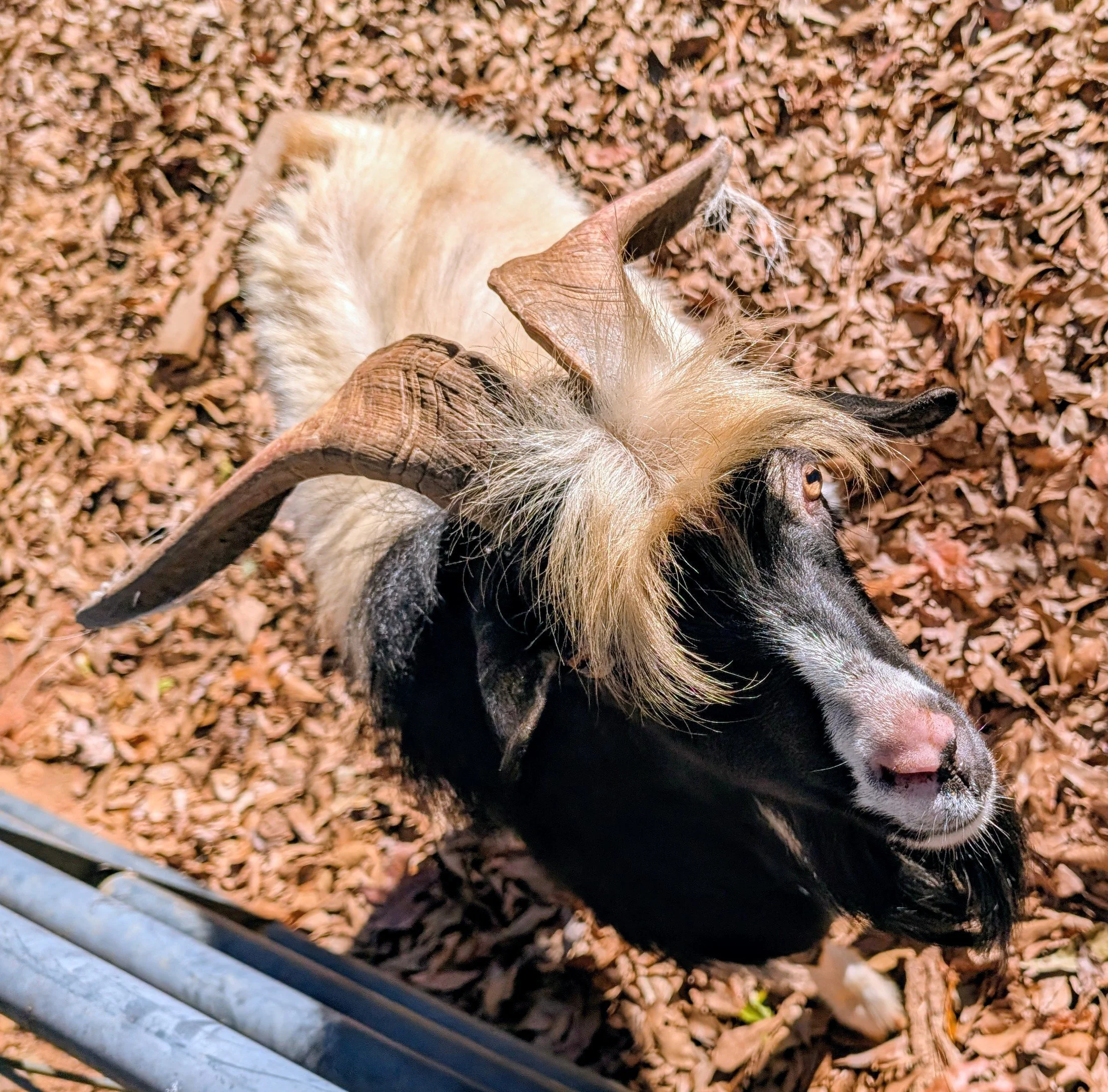 A black and white goat looking at the camera.  He has large horns and wild bangs.