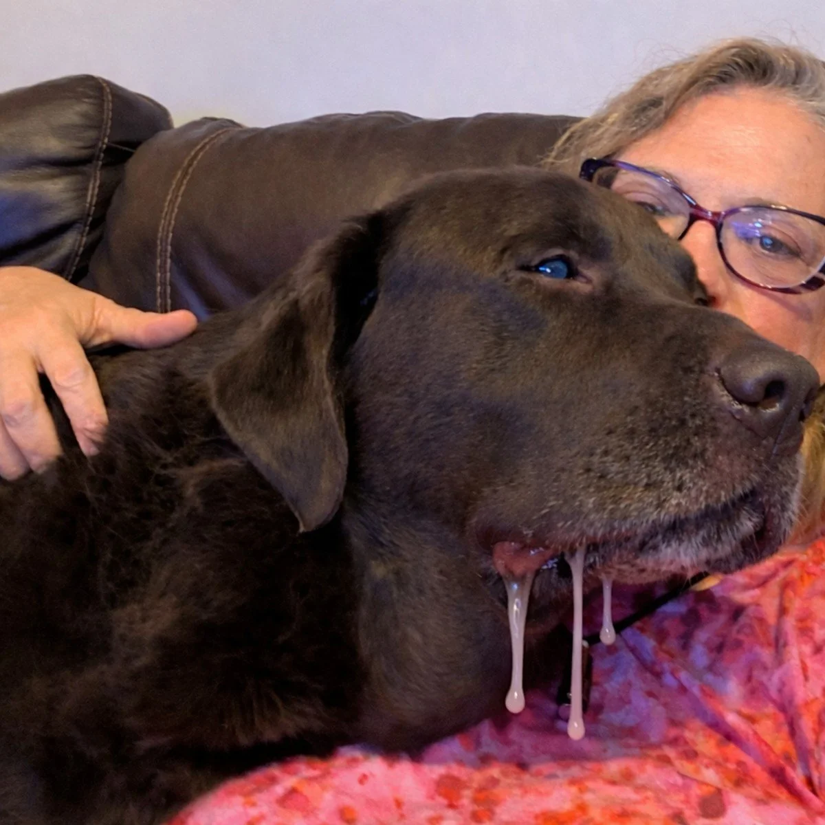 A woman holding a dog who is drooling copiously and looks miserable.
