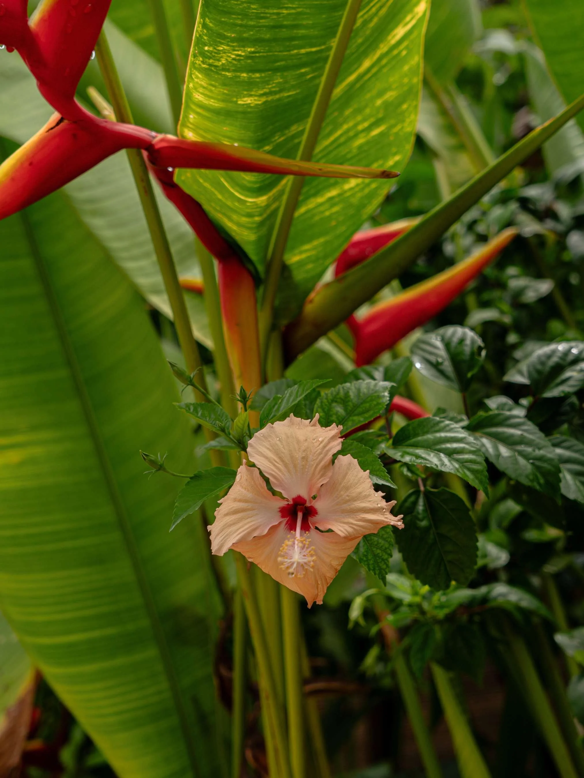 Siargao Hotel Photography of Villa doing interior photos of accomodation and lifestyle, in tropical Philippines 