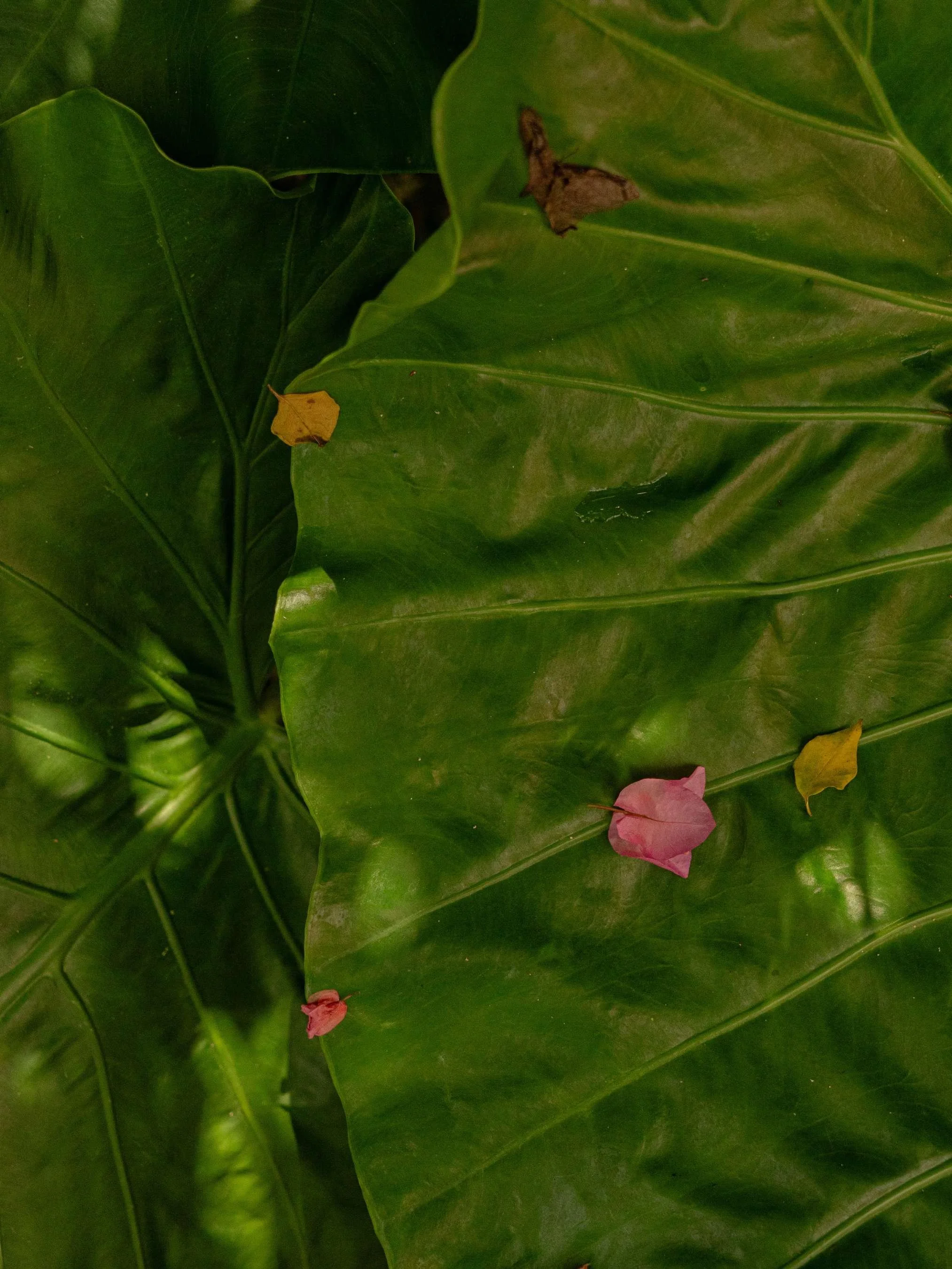 Resort Photography, tropical lifestyle image at Anista Resort in El Nido, Philippines 