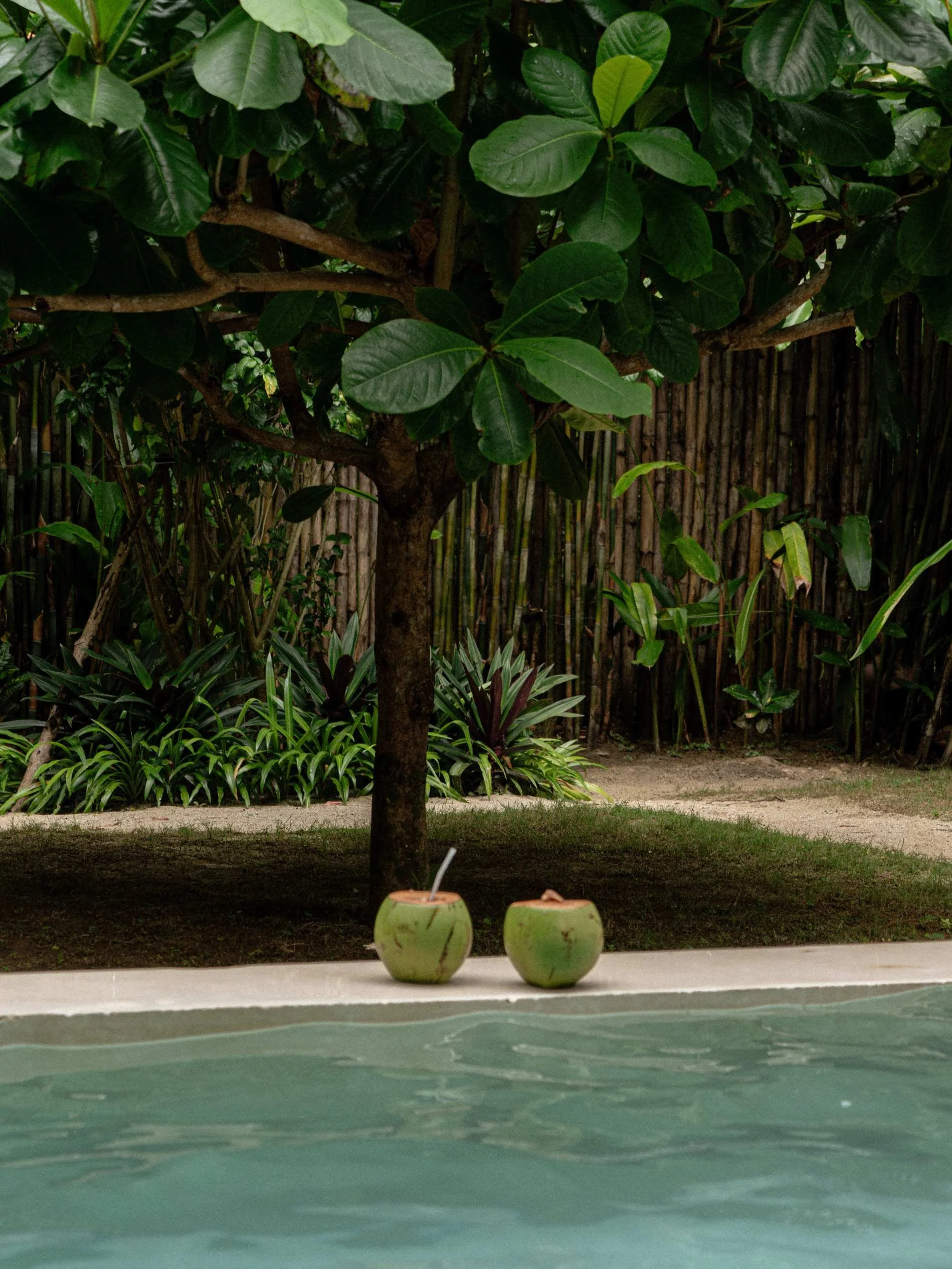 Villa Photography for beautiful accommodation in Seaclub Siargao, Philippines, Pool Villa for best holidays, coconuts by the pool 