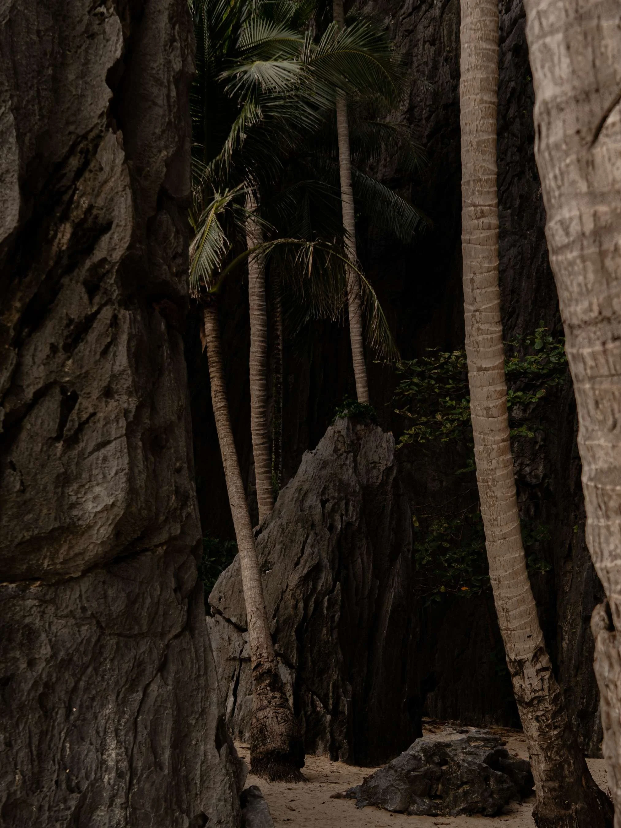 A narrow gorge with large rock walls and tall palm trees growing in the middle and at the edges.