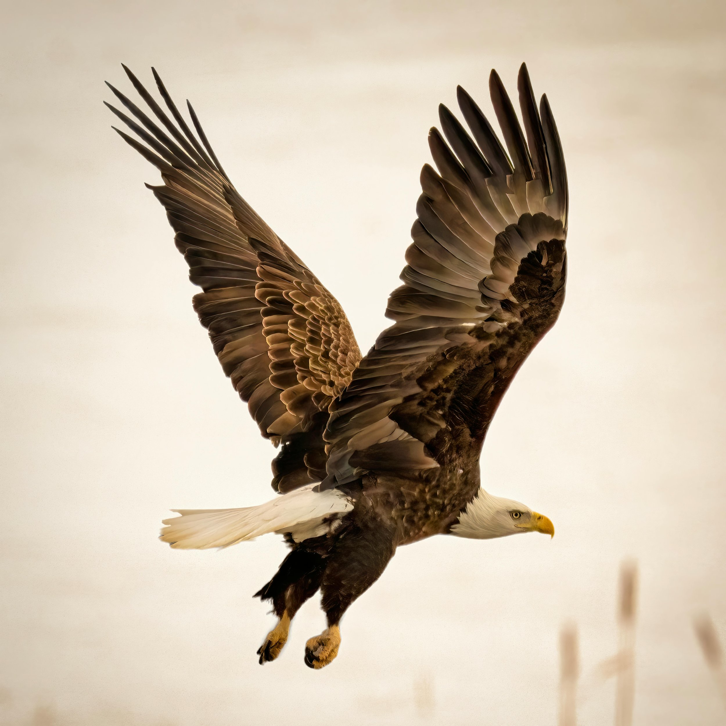 A bald eagle flying with wings spread wide against a neutral sky.