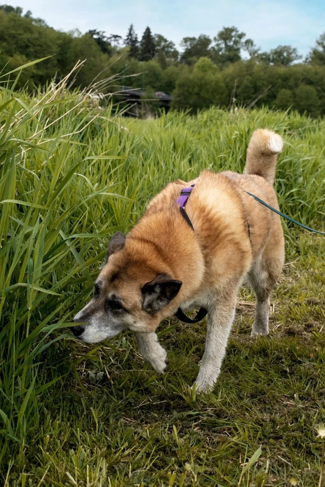 Large tan dog sniffing tall grass on a long line during an enrichment walk.
