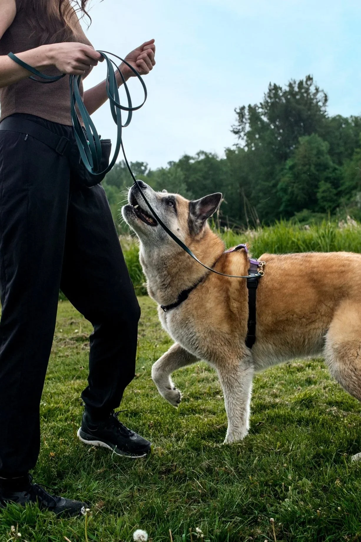 Dog walker holding a leash while a large tan dog looks up during an enrichment walk in a grassy field.