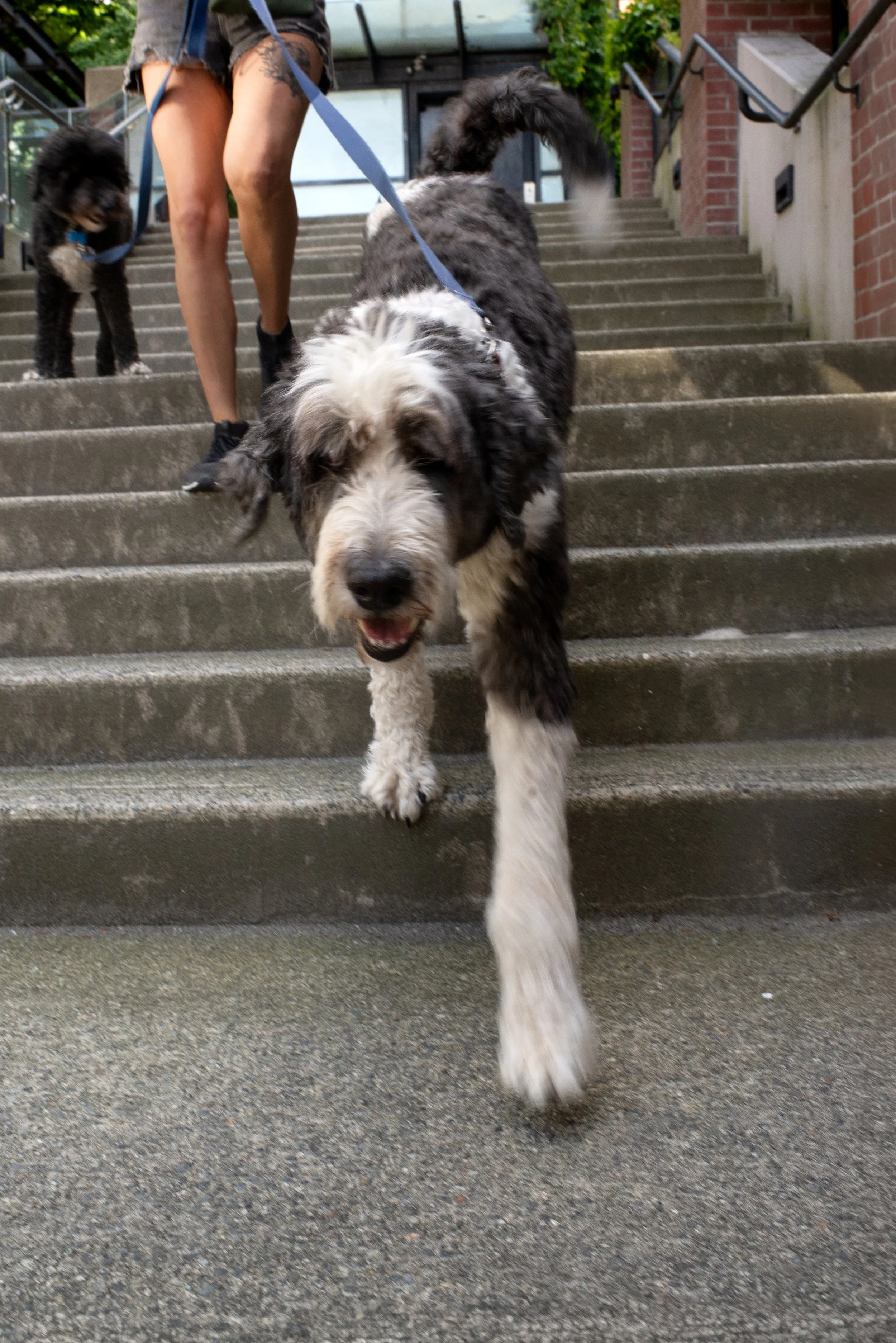 Dog walker guides two dogs down outdoor steps during a private city dog walk.
