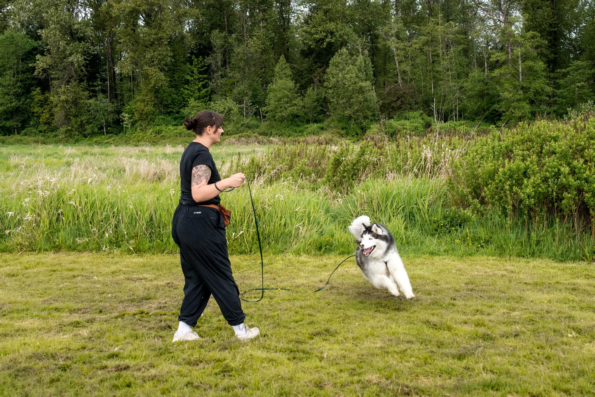 Dog walker using a long line while a husky runs through a grassy field during an enrichment walk.