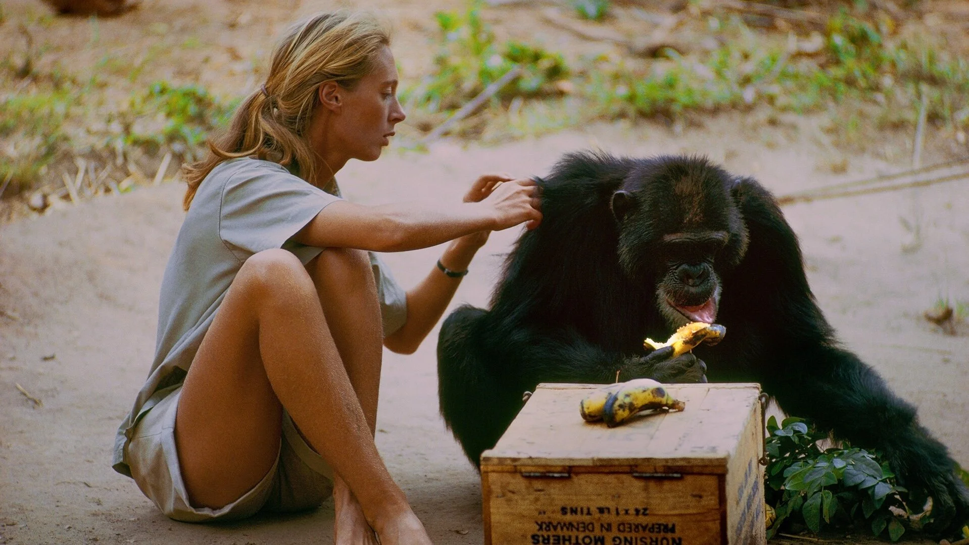 A woman sitting on the ground giving a banana to a large black gorilla with a banana in its hand, in a natural outdoor setting.