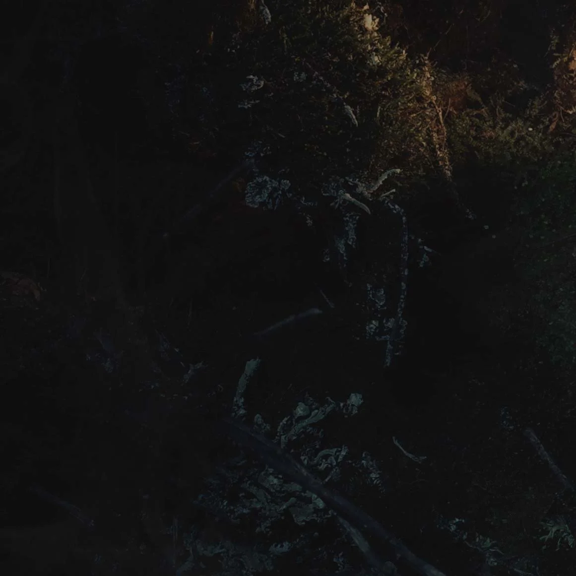 Fern and moss in a Norwegian forest, film photo