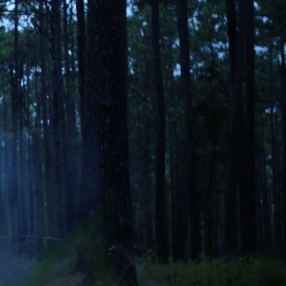 misty old growth forest in fort Bragg