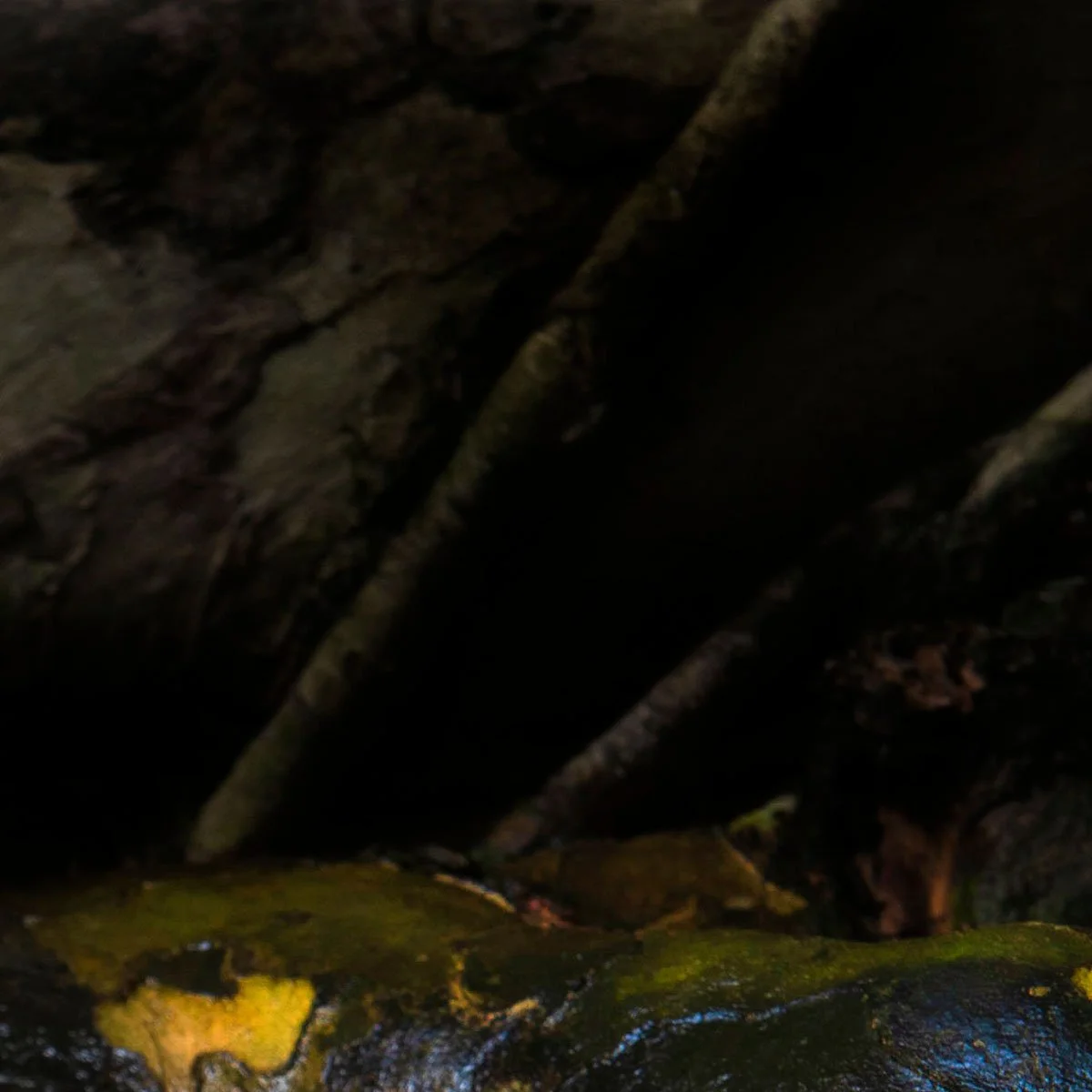 Green wet tree roots near a stream in North Carolina