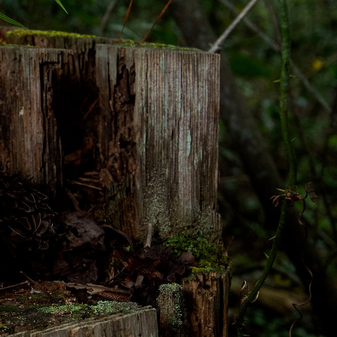Damp mossy wood stump in a forest