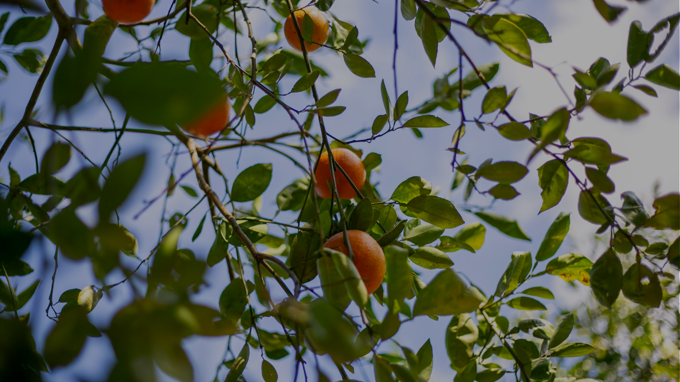 Orange fruits growing on a tree with green leaves and blue sky in the background.