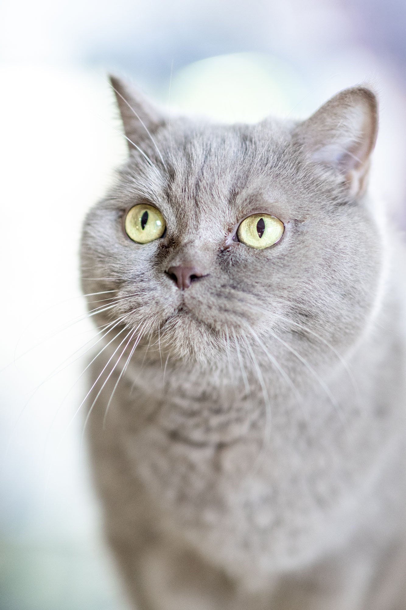 Graue Britisch Kurzhaar Katze vor hellem Hintergrund