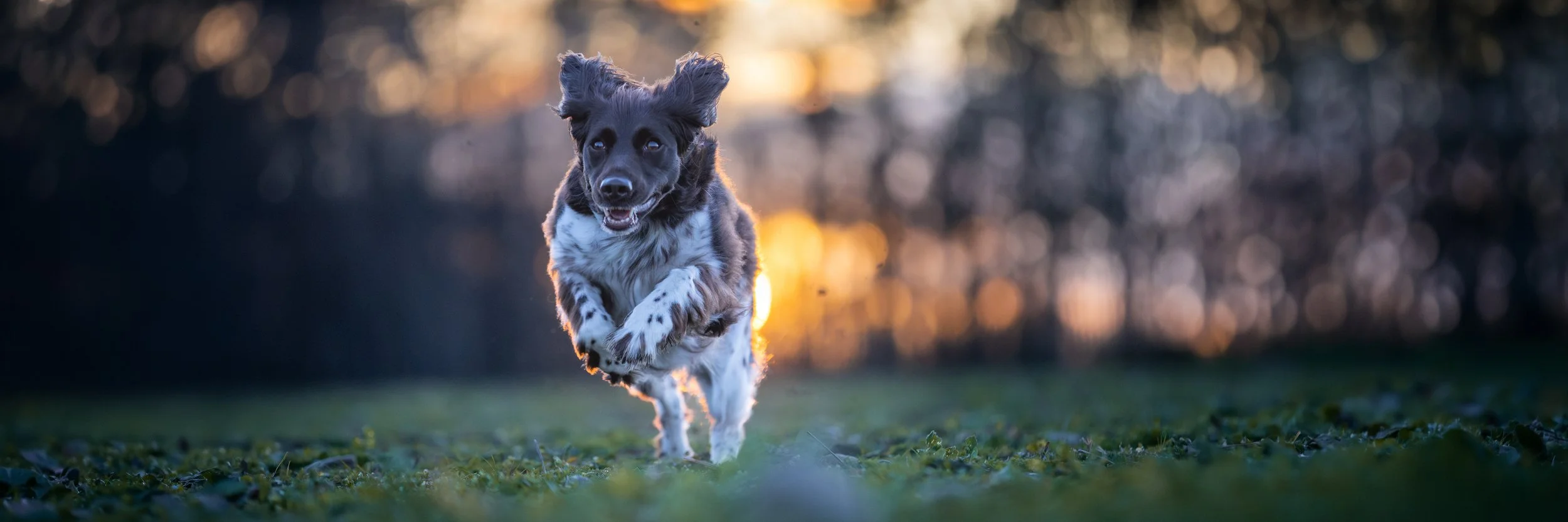 Ein springender Hund mit schwarzem und weißem Fell läuft auf einer Wiese bei Sonnenuntergang in der Region Hannover.