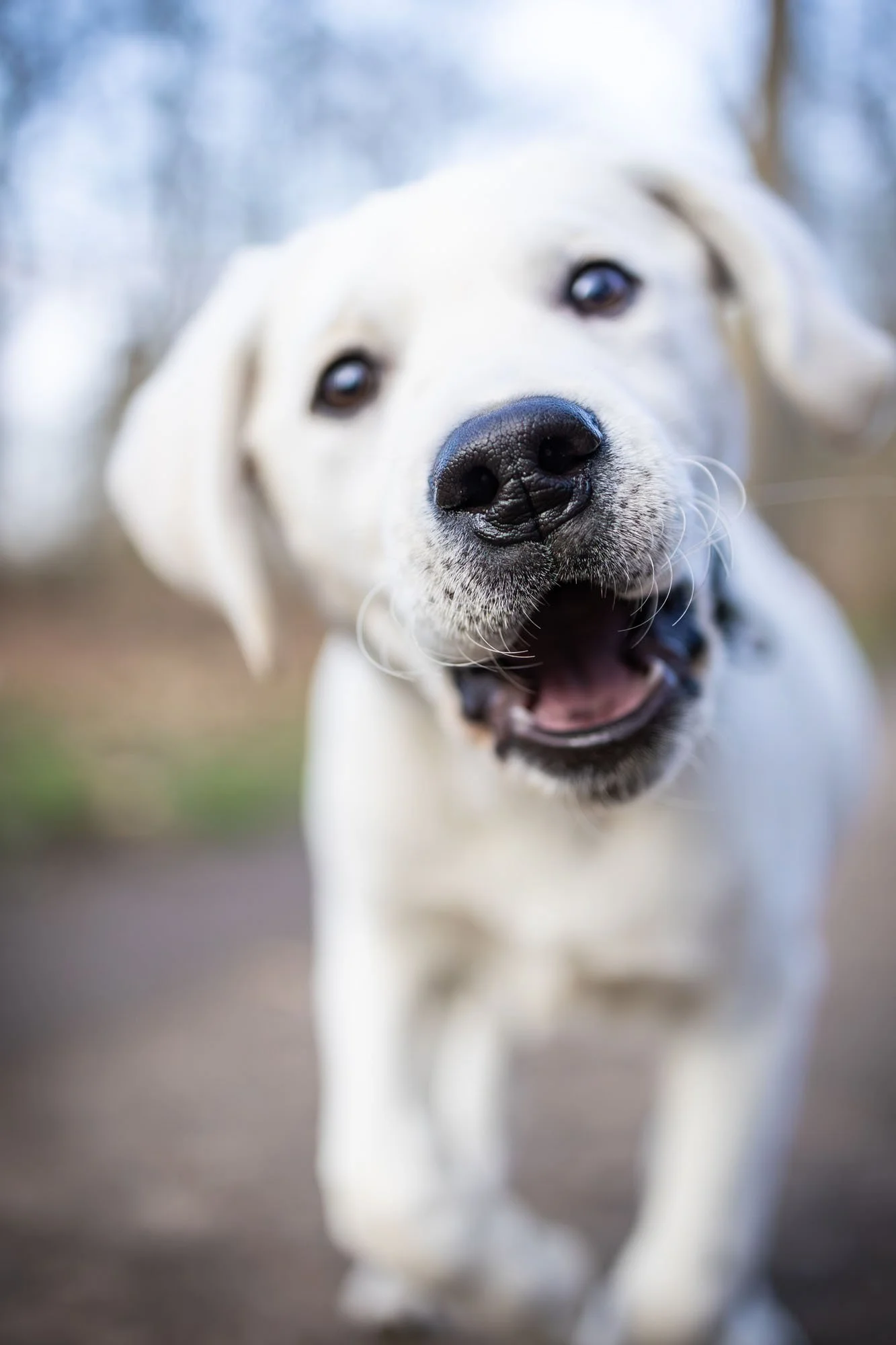 Weißer Labradortwelpe läuft in Nahaufnahme auf die Kamera zu. In der Eilenriede in Hannover.