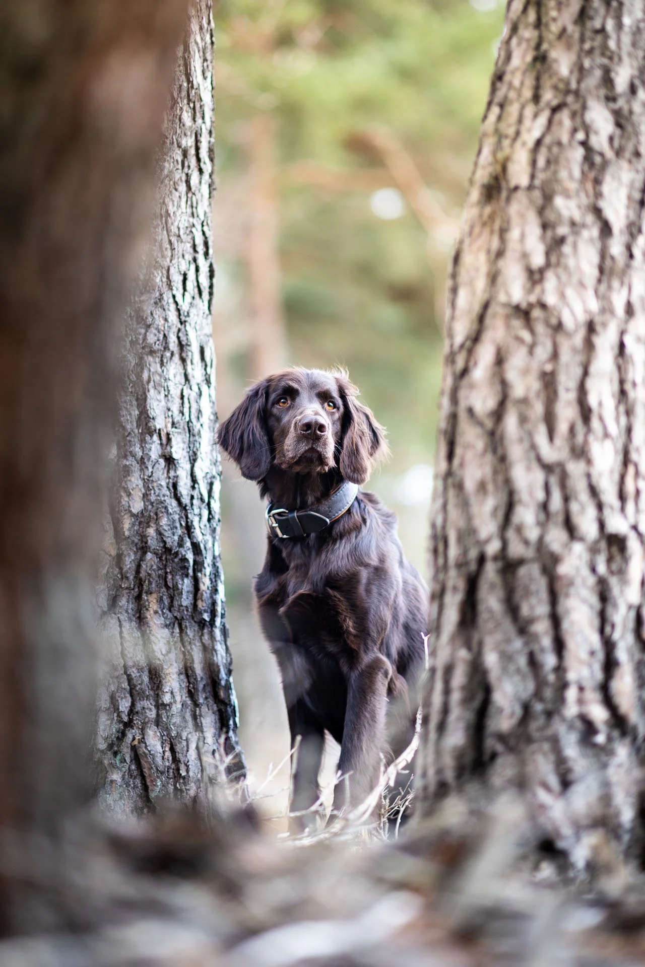 Deutsch Langhaar Jagdhund sitzt in einem Kiefernwald in Hannvoer und guckt in die Kamera