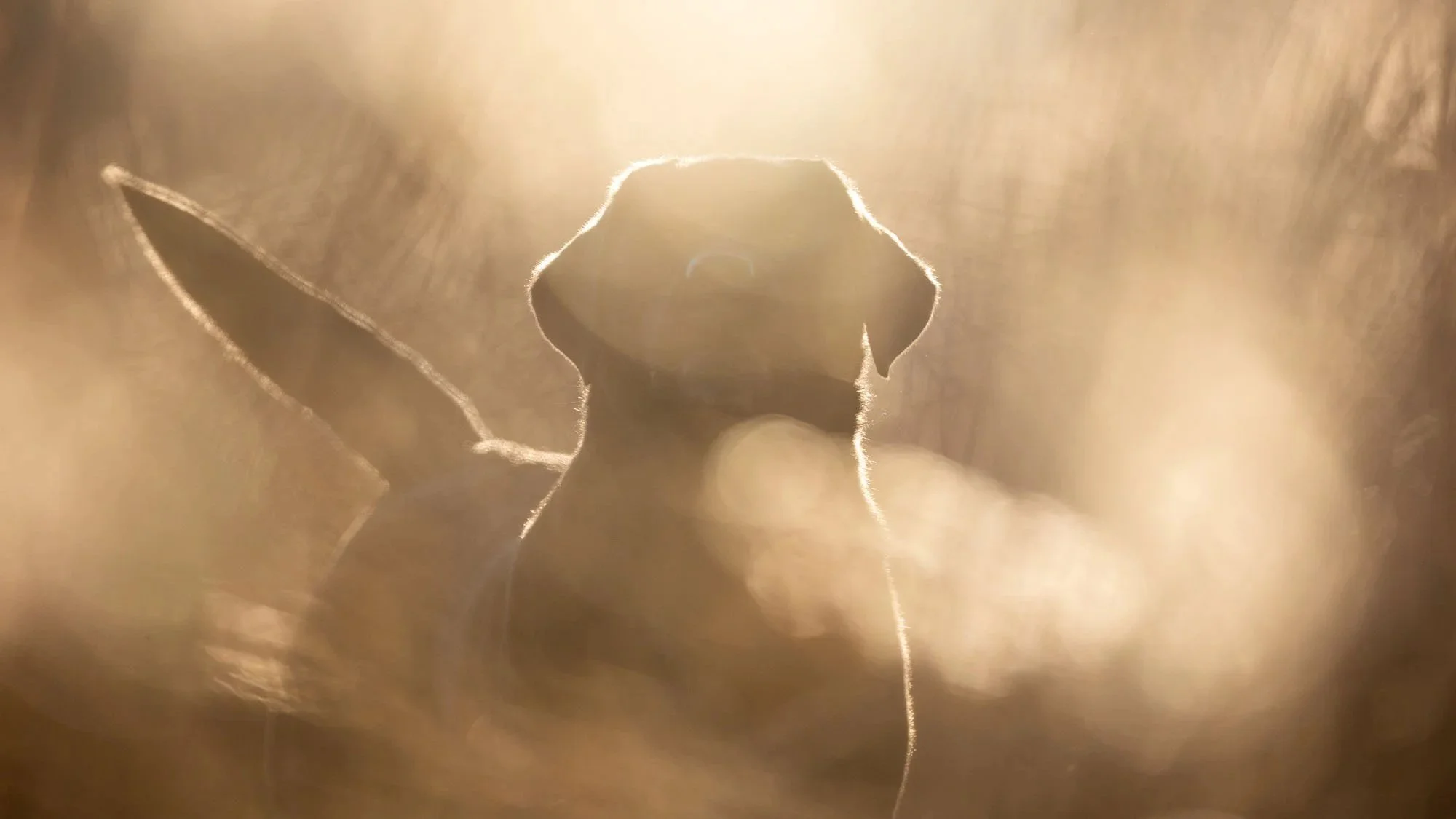 Schwarzer Labrador im Sonnenlicht auf einer Wiese in Hannover, seitliche Aufnahme mit goldenem Schein, Konturen sichtbar.