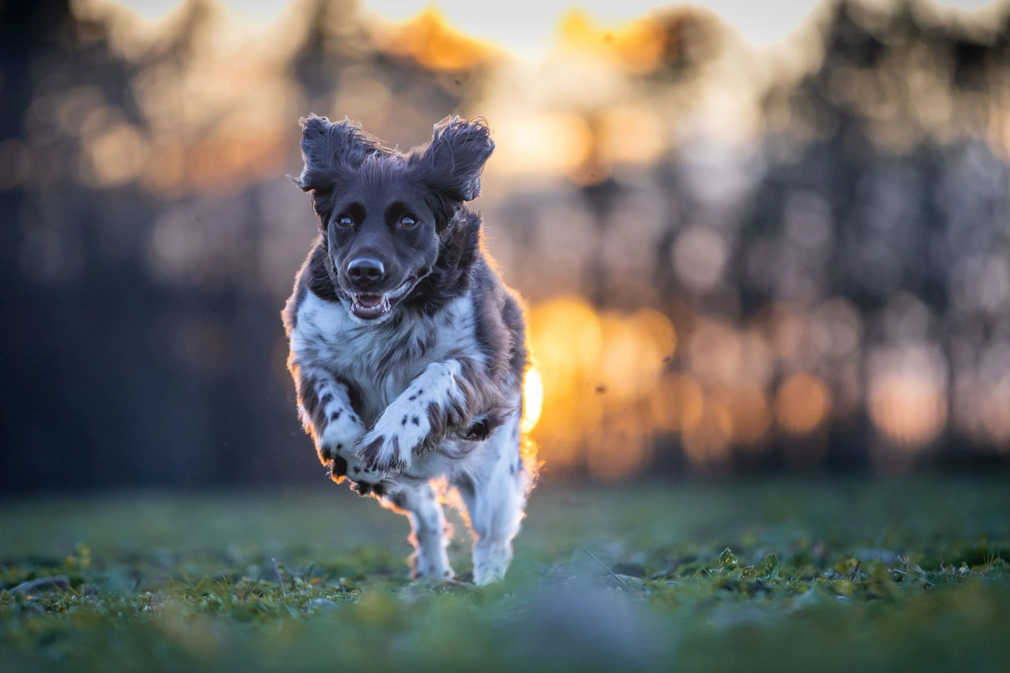 Münsterländer Jagdhund läuft vor der untergehenden Sonne des Stadtwaldes Eilenriede in Hannover
