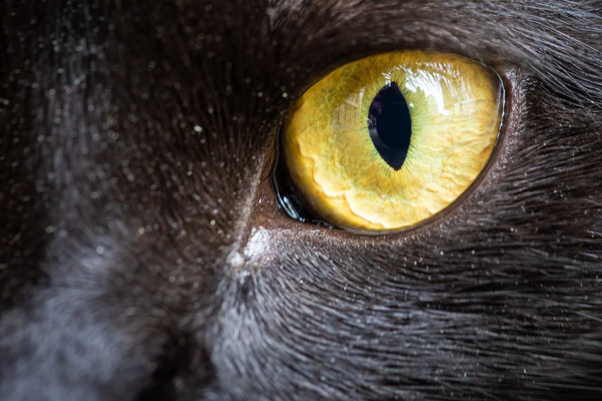 Augendetail einer schwarzen Katze mit gelben Augen