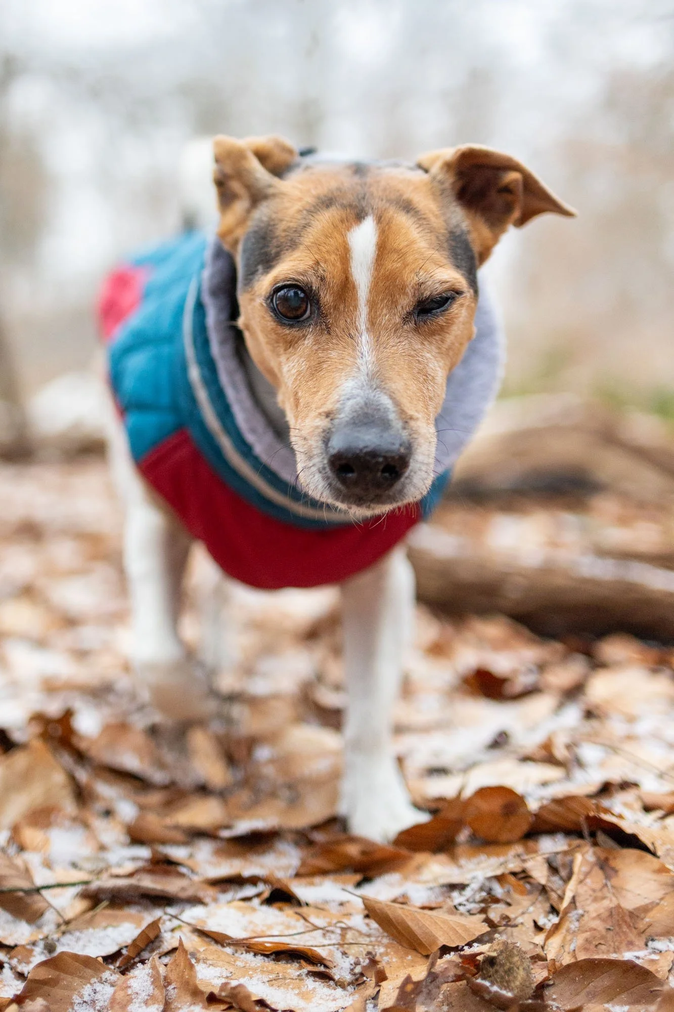 Jack Russel Terrier läfut im Winter durch den Stadtwald von Hannover