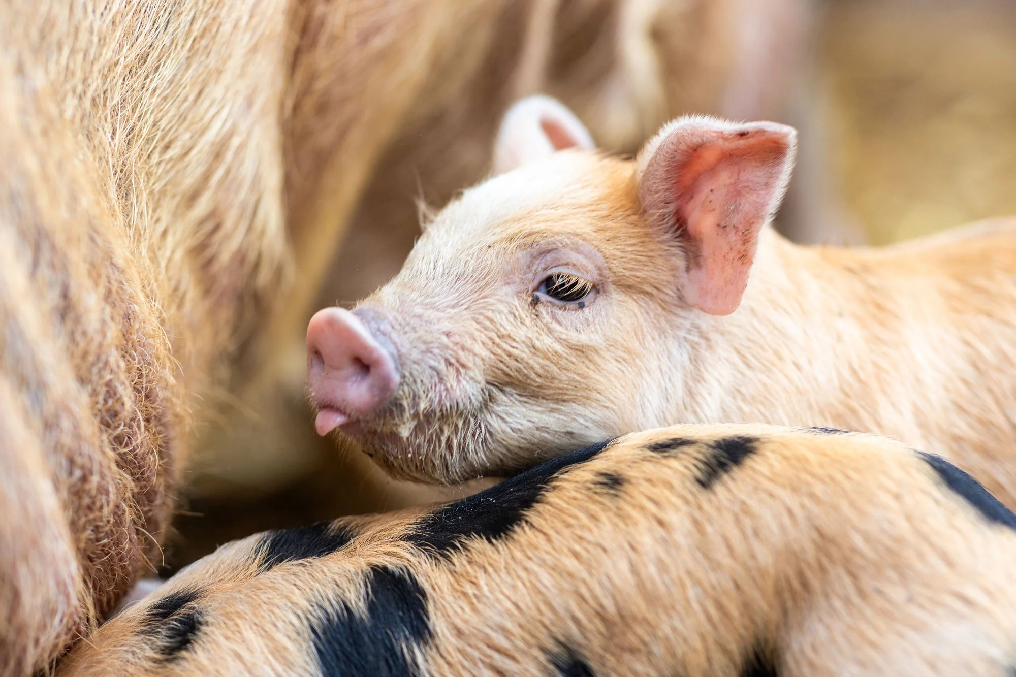 Ferkel im Stroh tricken bei der Sau in einem Stall in Hannover