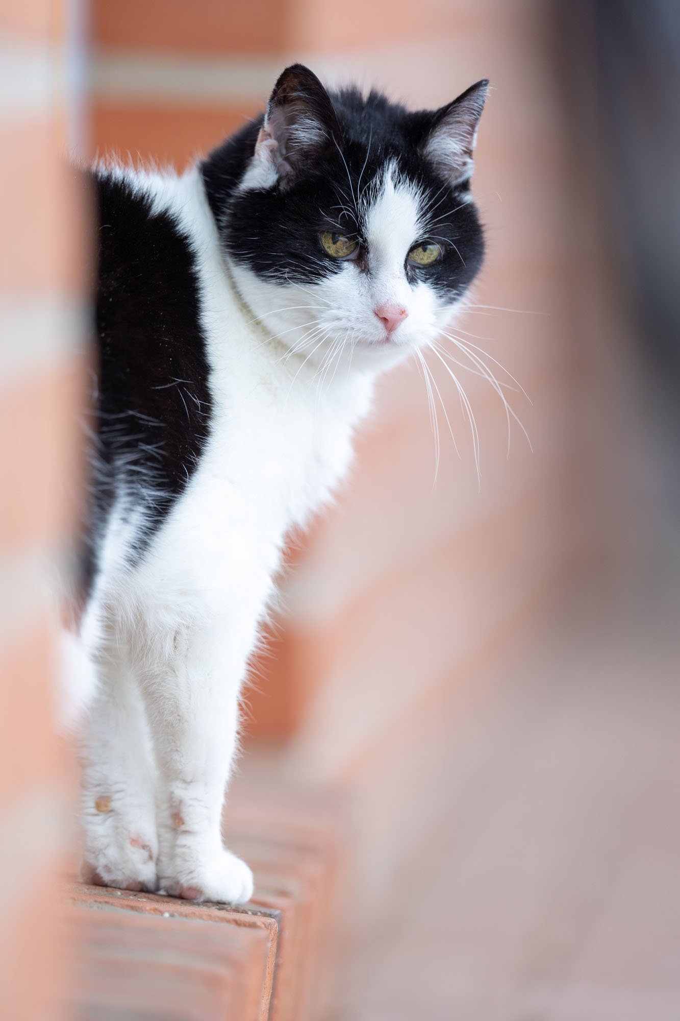 Schwarz Zweiße Katze steht auf einem Fensterbrett an einem Haus in Hannover