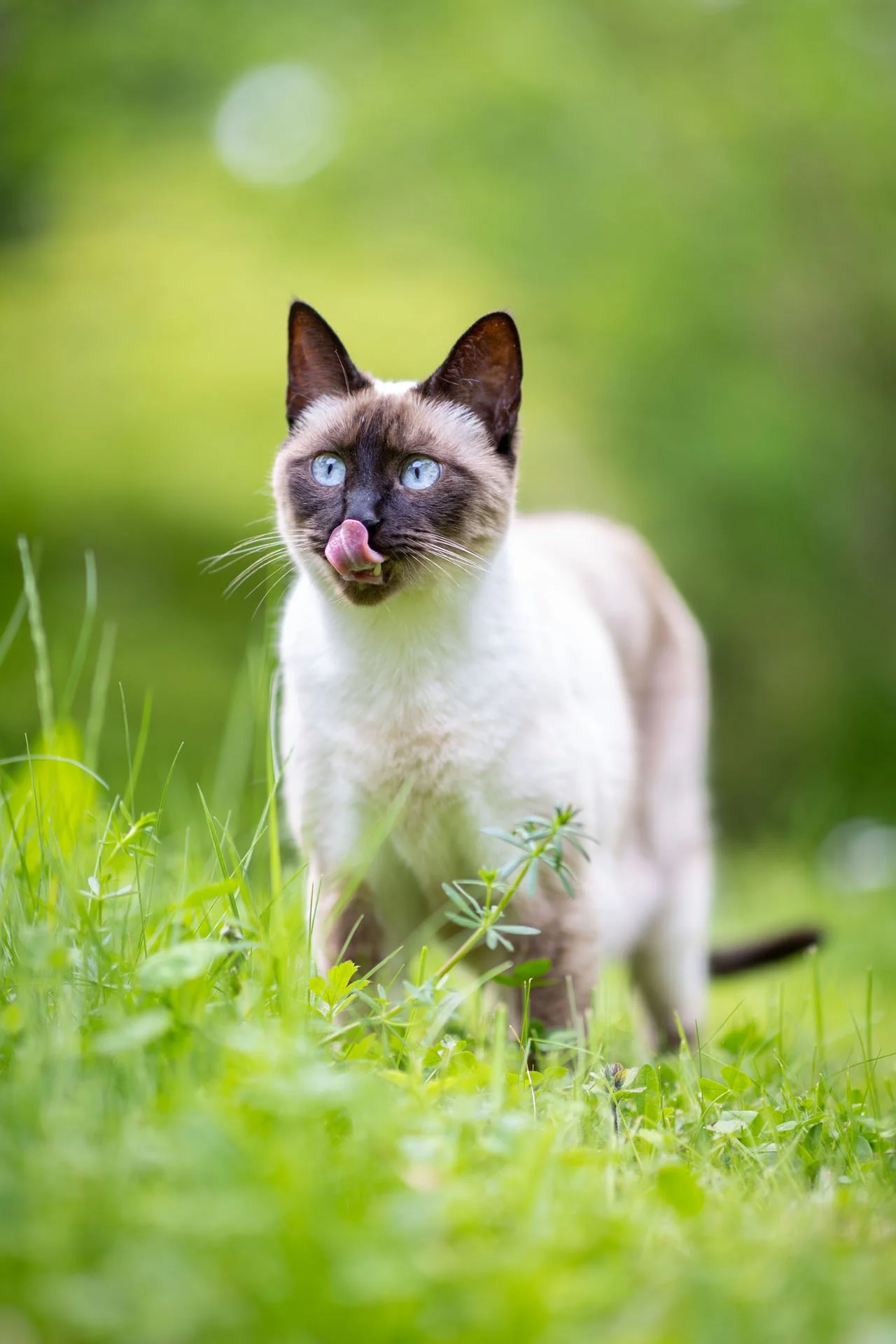Siamkatze steht in einem sommerlichen Garten und streckt die Zunge heraus