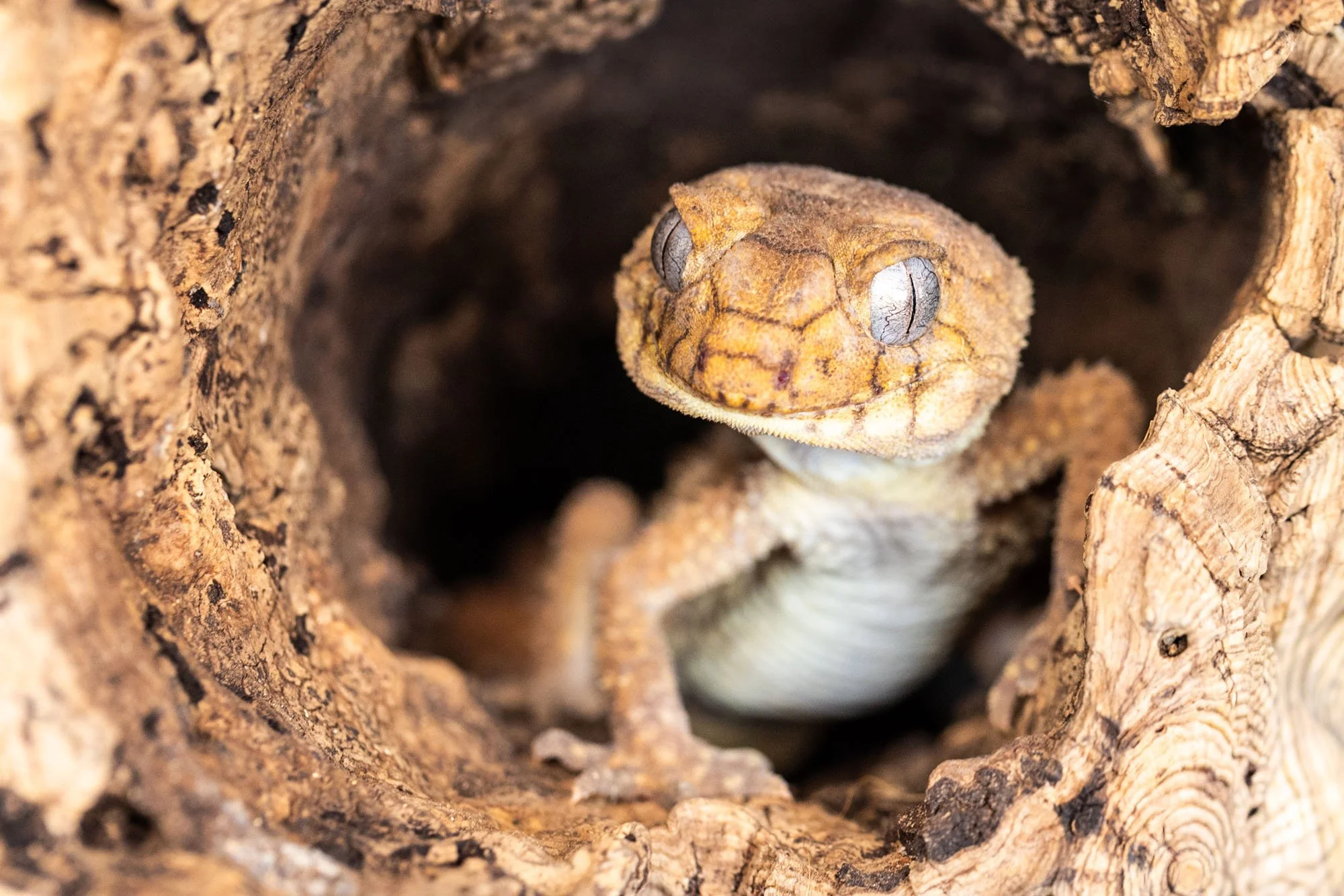 Brauner Gecko in Nahaufnahme in einem Terrarium in der Region Hannover