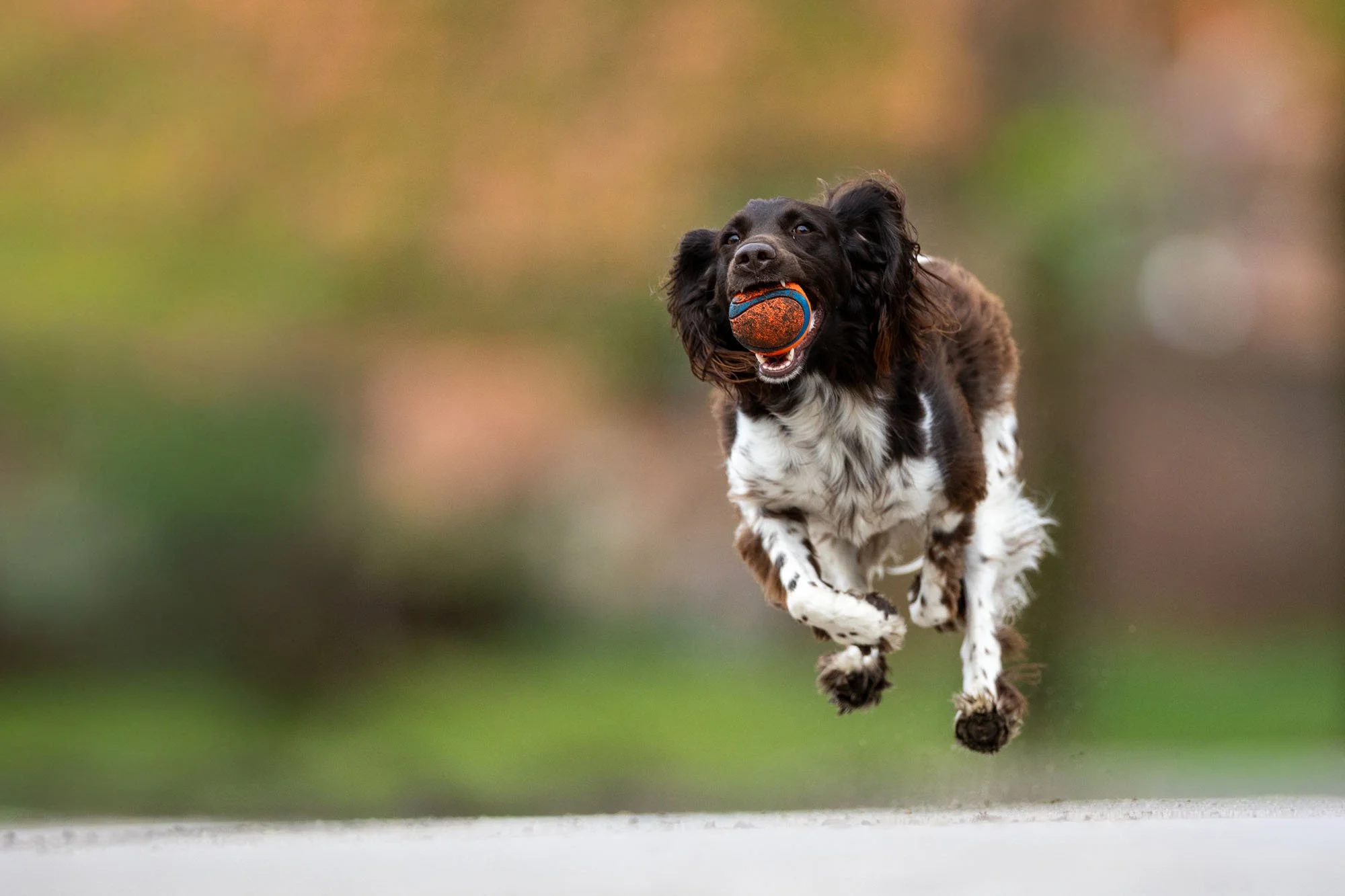 Münsterländer Jagdhund läuft mit Ball in der Schnauze durch das sommerliche Hannover