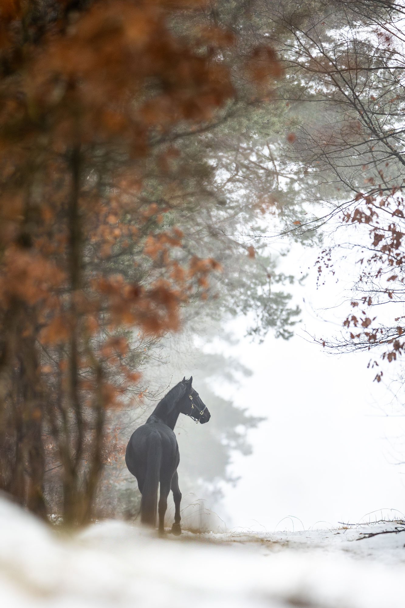 Schzwarzes Pferd steht in einem Winterwald in der Region Hannover