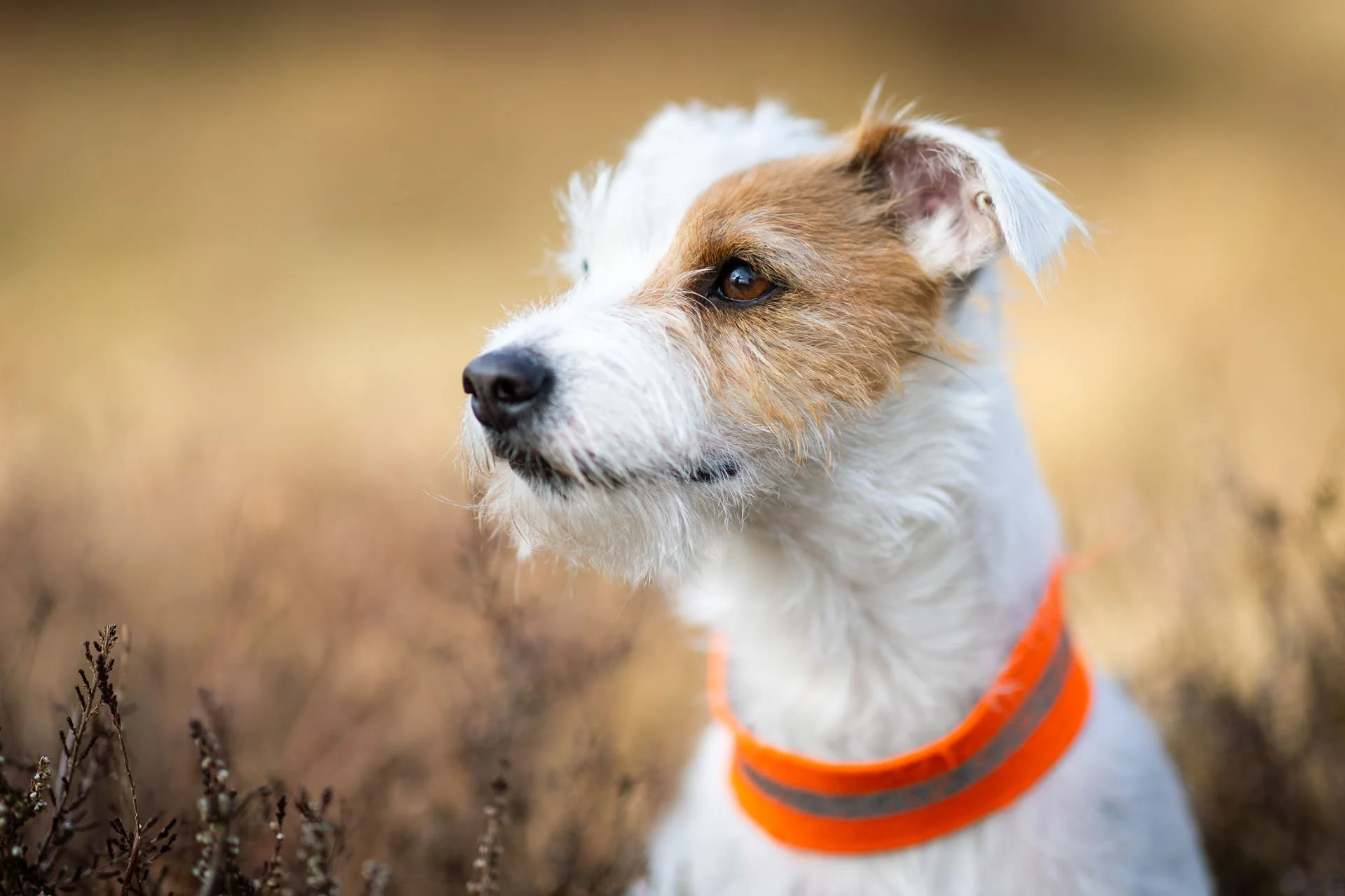 Parson Russel Terrier Jagdhund im Portrait in Hannover