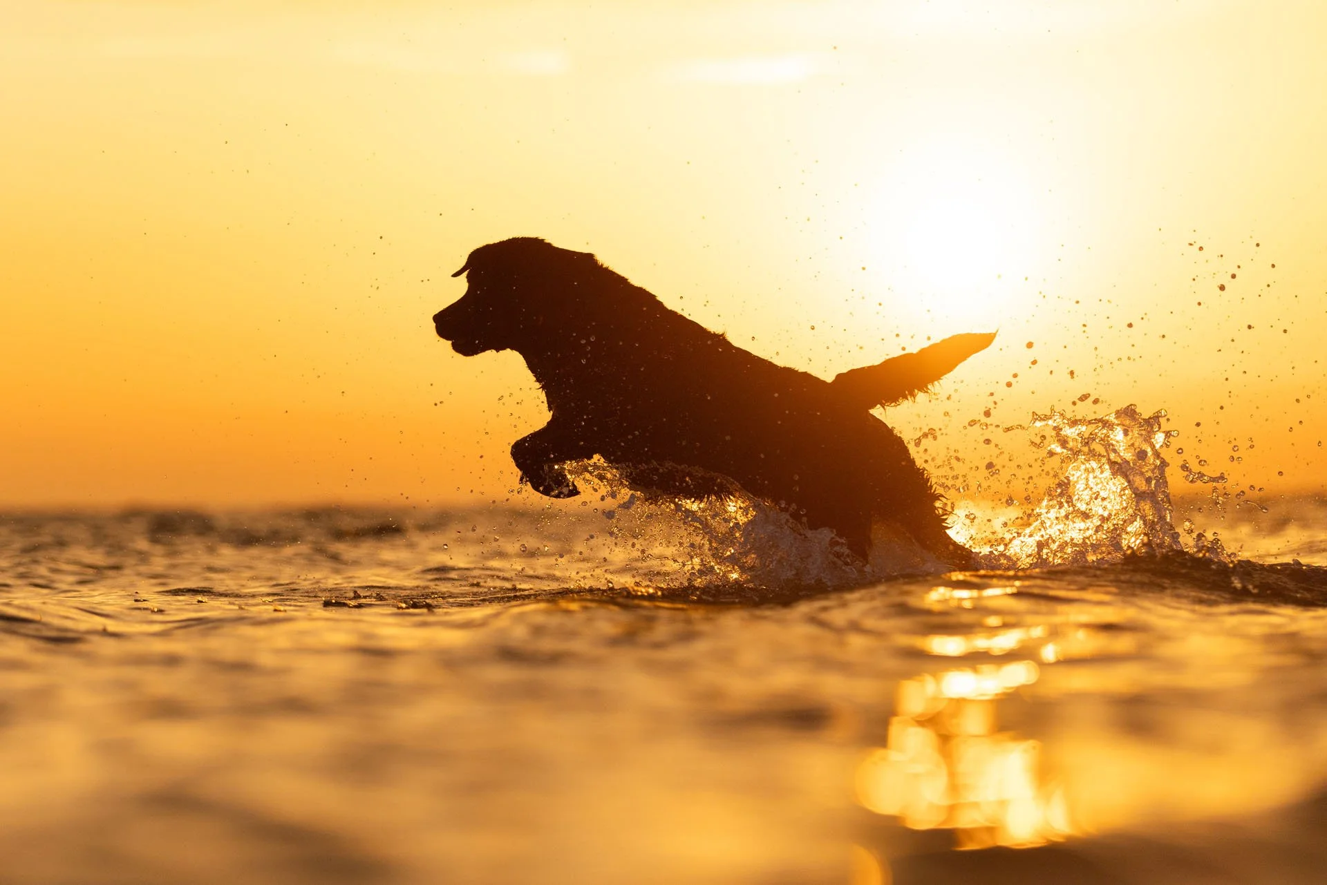 Schwarzer Labrador springt vor der untergehenden Sonne durch Wasser