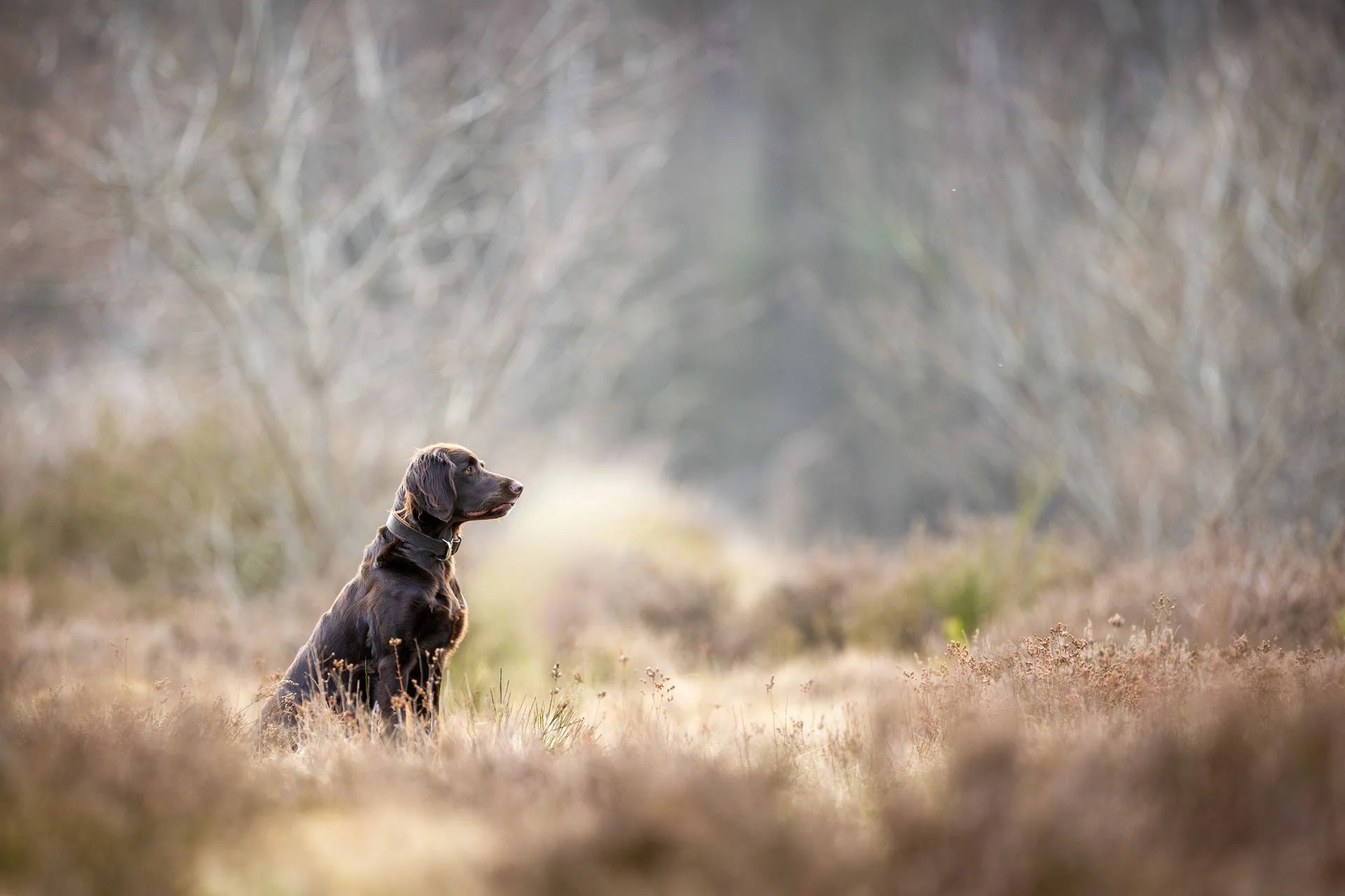 Deutsch Langhaar Jagdhund sitzt in der Heide bei Hannover vor unscharfen Bäumen