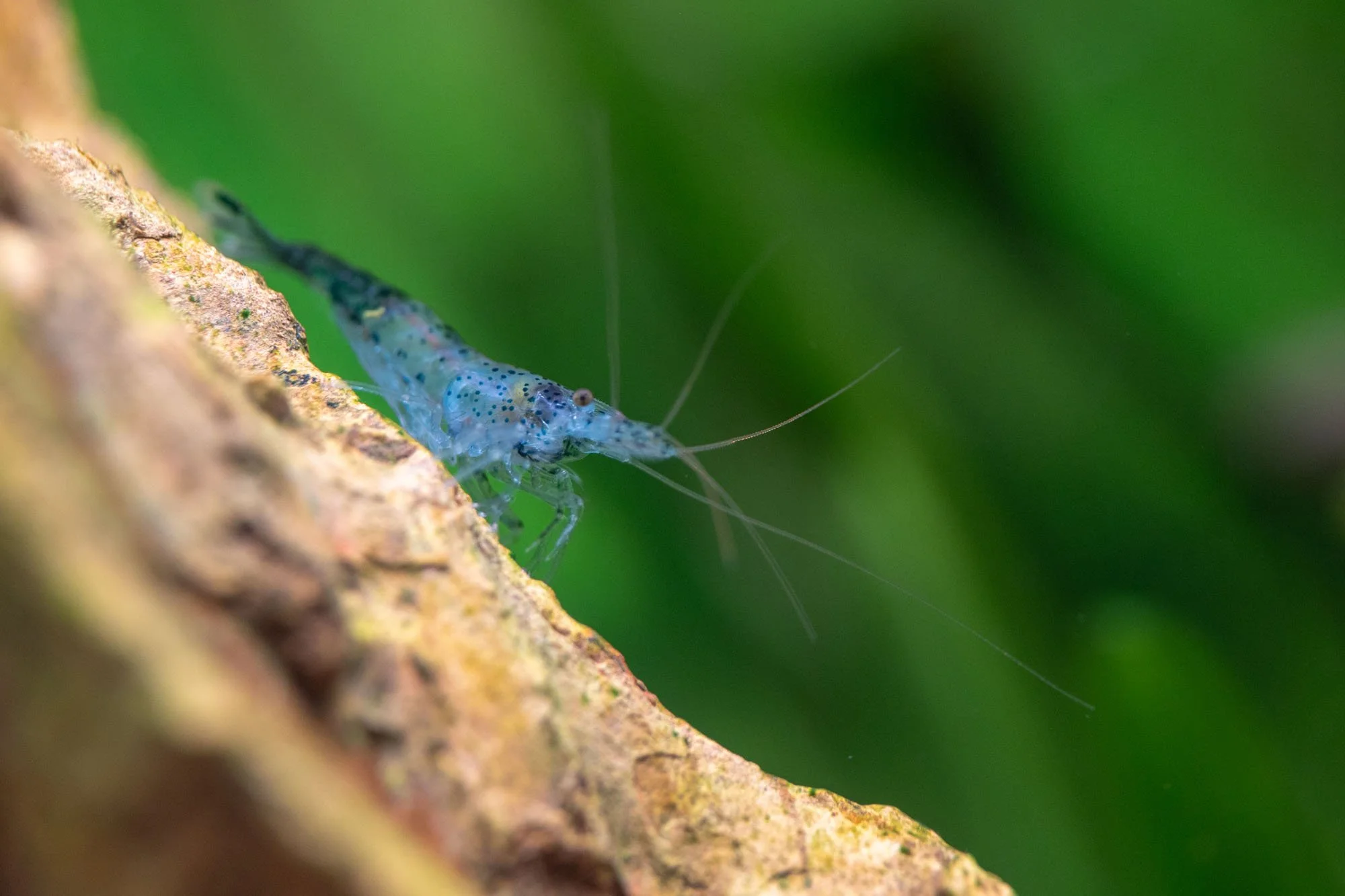 Blaue Garnele in vor grünem Hintergrund in einem Aqauarium in Hannover