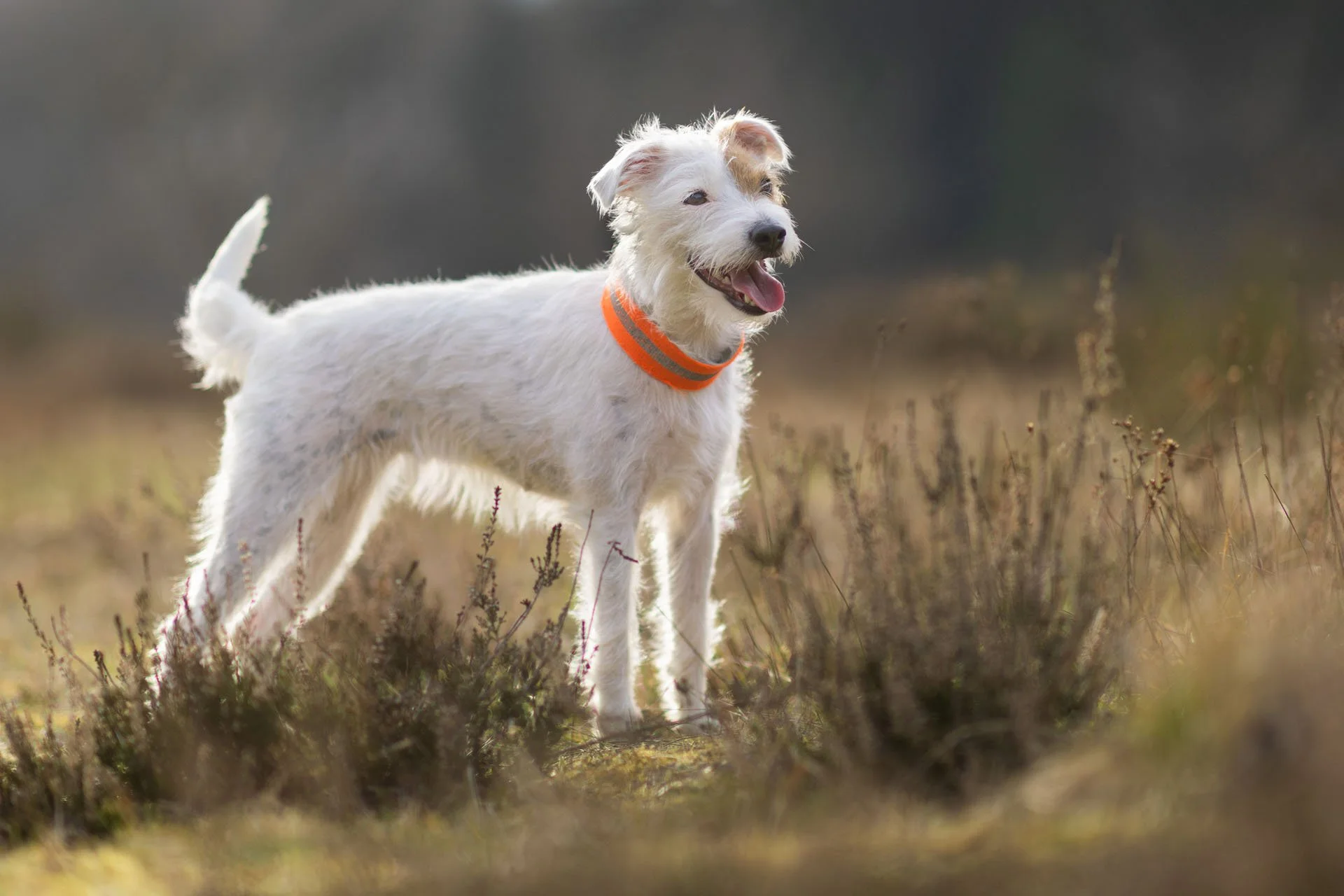 Parson Russel Terrier Jagdhund im Gegelicht mit angeleuchtetem Fell in Hannover