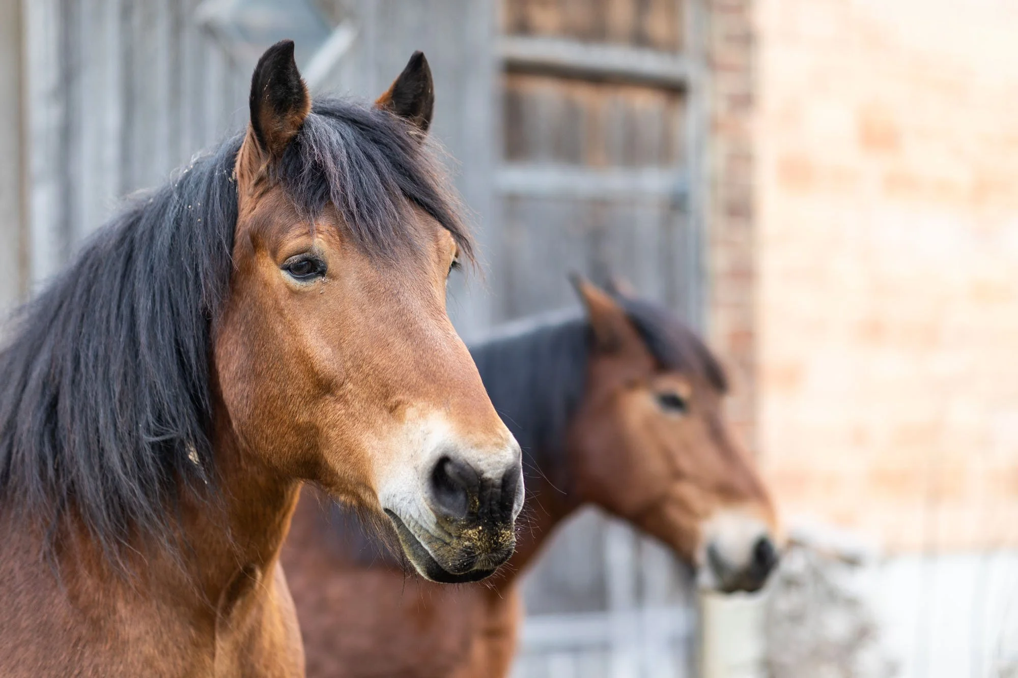 Zwei braune Pferde stehen vor einem Stall in Hannover