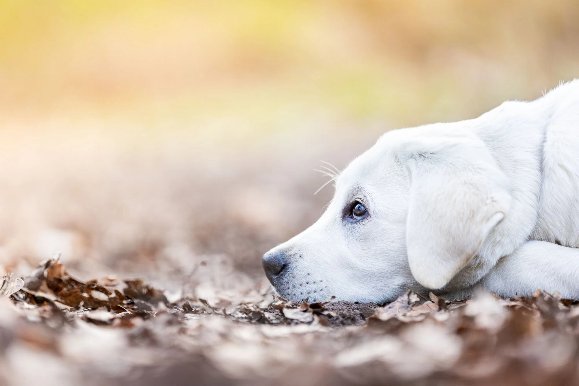 Weißer Labradorwelpe döst auf Waldboden in der Eilenriede in Hannover