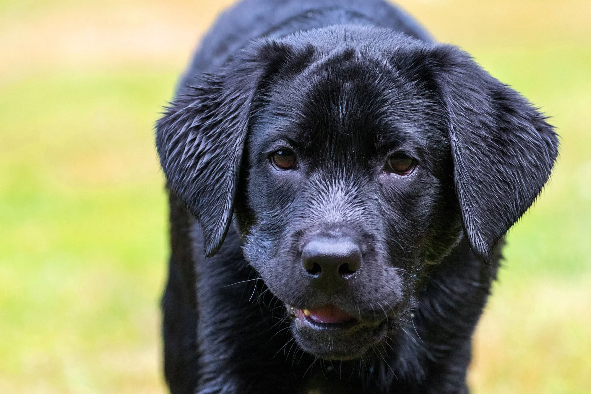 Schwarzer Labrador Welpe guckt frontal in die Kamera auf einer grünen Wiese in Hannover