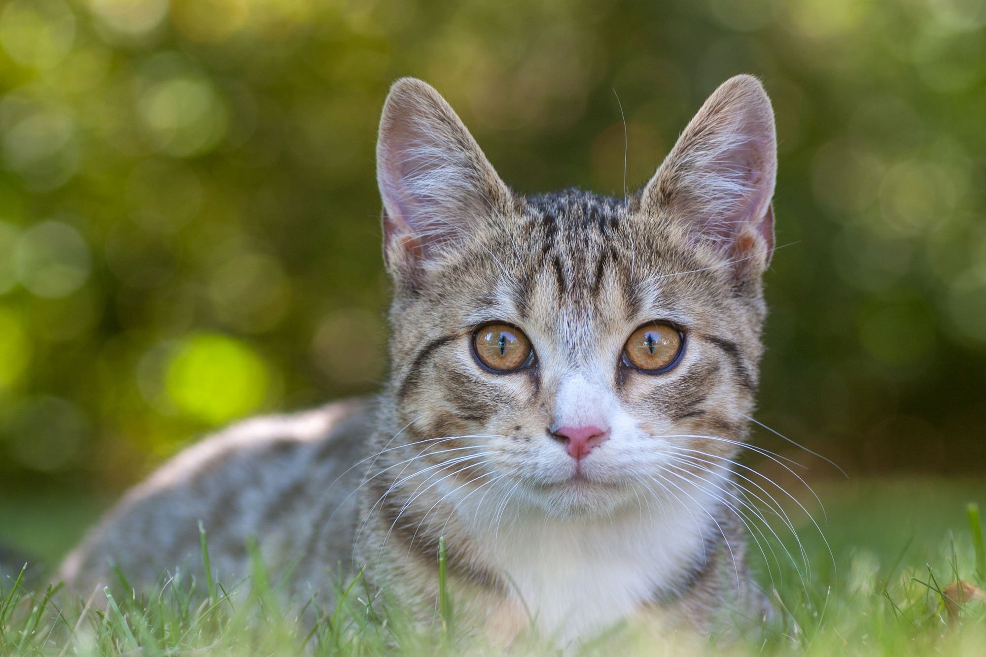 Eine junge getigerte Katze liegt auf einer Rasenfläche 