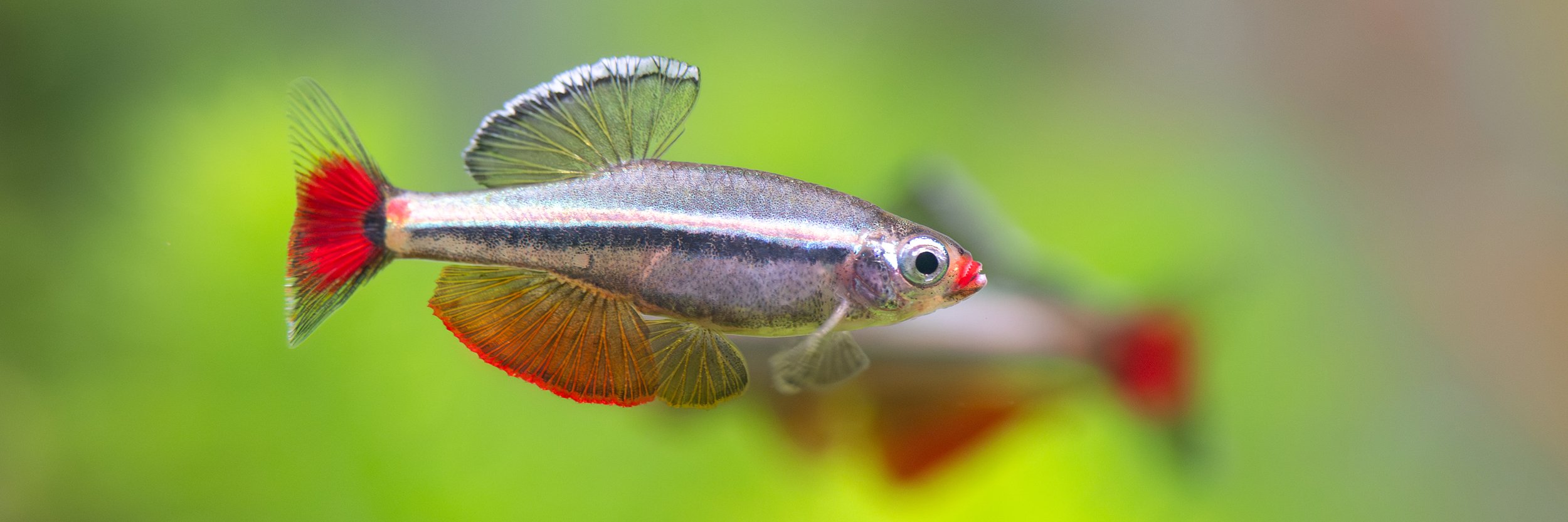 Bunt gefärbter Fisch mit roten, gelben und schwarzen Flossen schwimmt vor grünem Hintergrund in einem Aquarium in Hannover.