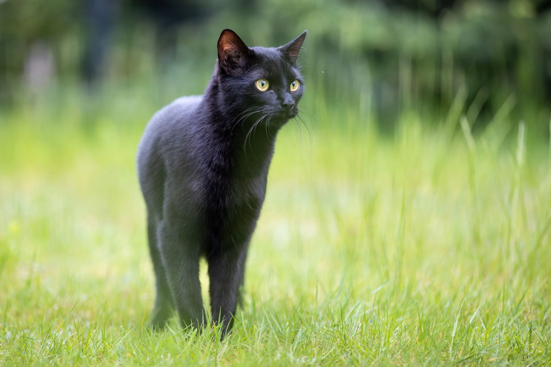 Schwarze Katze steht aufmerksam im grünen Gras