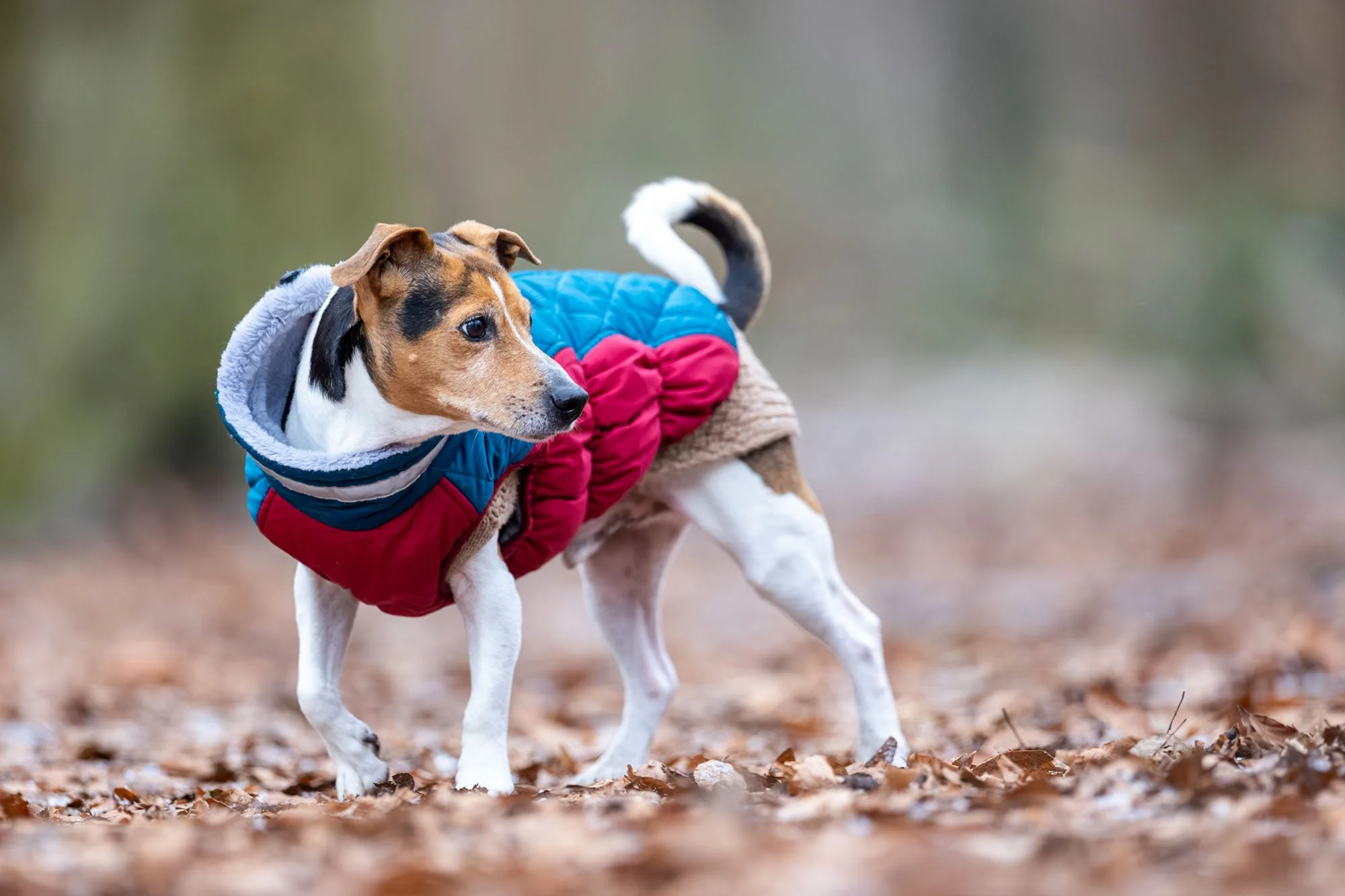 Jack Russel Terrier im Profil mit Jacke im Winter in Hannover