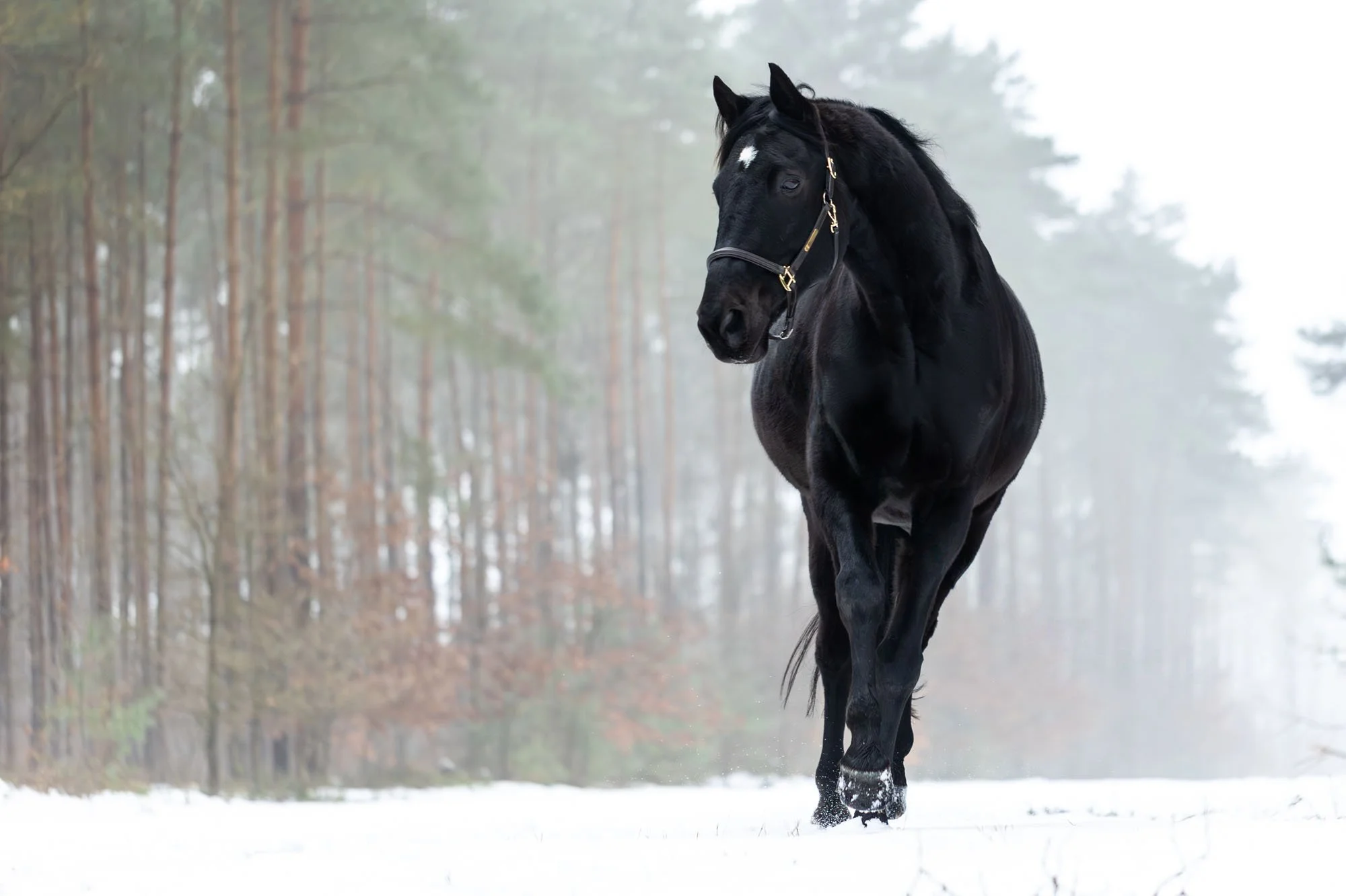 Schwarzes Pferd steht in einem Kiefernwald im Winter