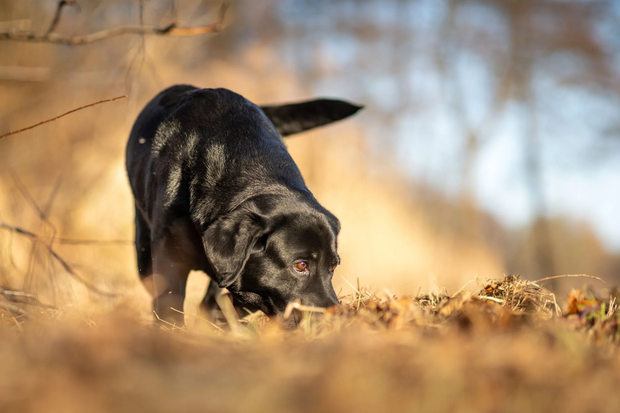Schwarzer Labrador sucht im weichen Winterlihct nach Leckerlies in Hannover