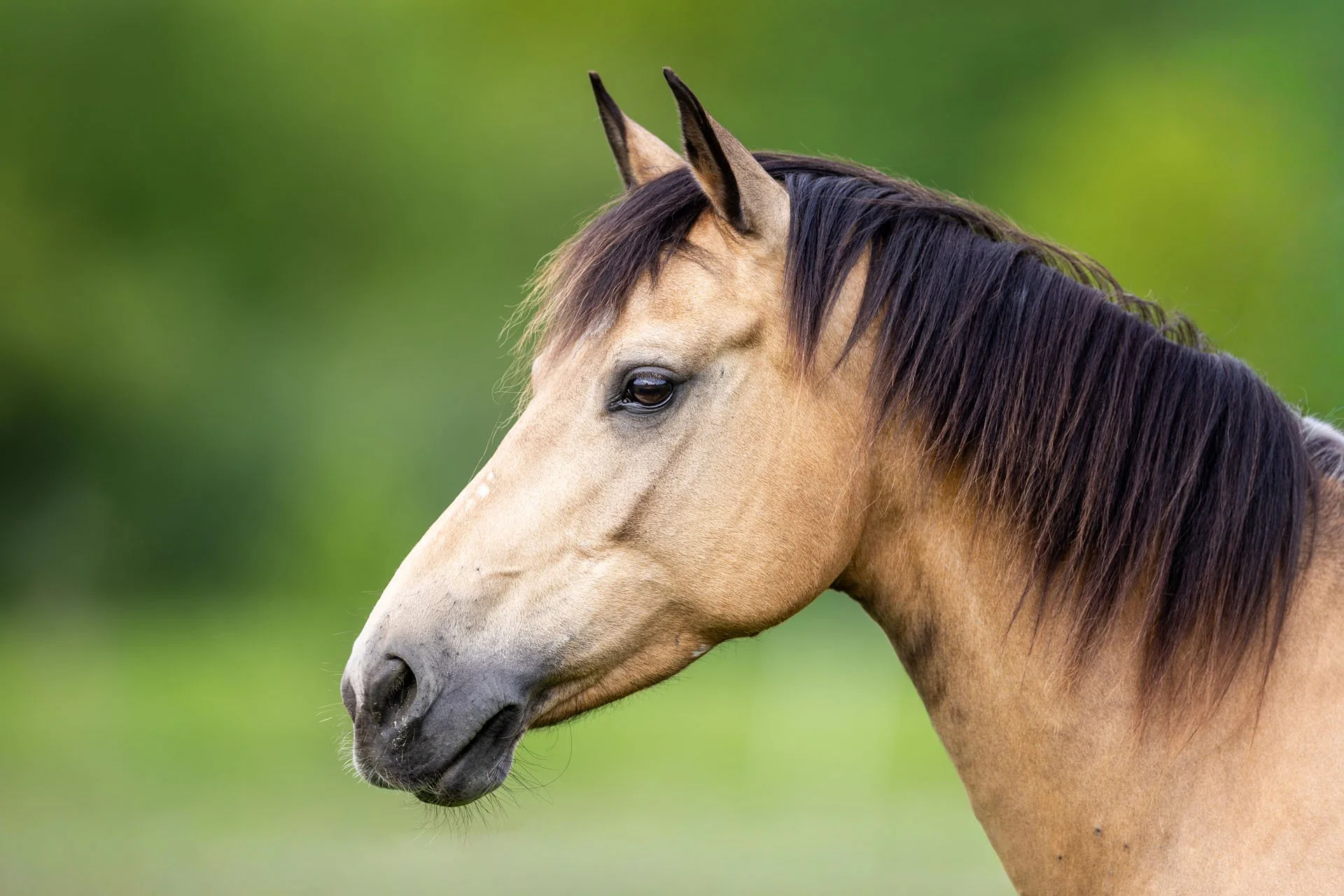 Beige Falbe im Portrait mit grünem Hintergrund und aufmerksamem Blick