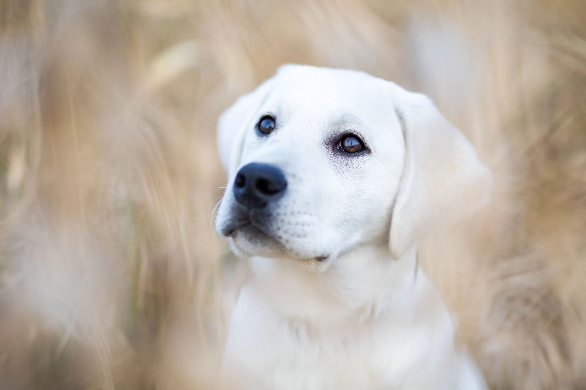 Weißer Labardorwelpe sitzt in unscharfer Umgebung auf einer Wiese in Hannover